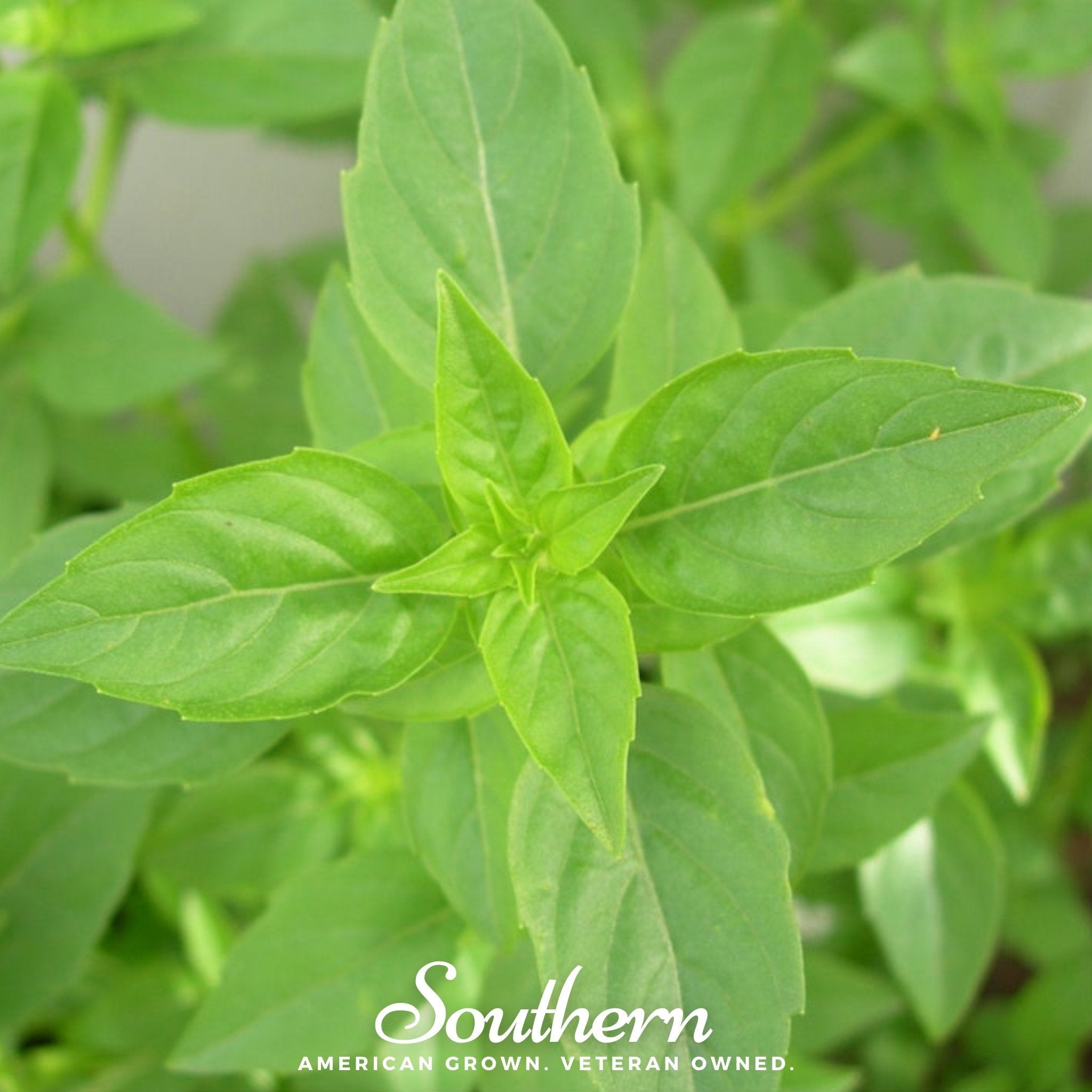 Basil, Lime (Ocimum basilicum) - 250 Seeds seed packet from Seed Therapy – American - grown, heirloom seeds