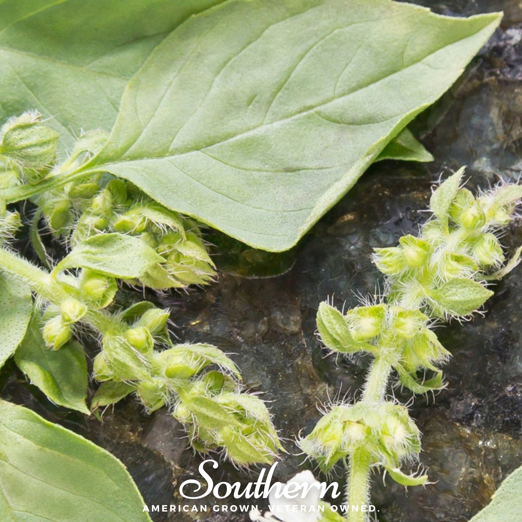 Basil, Lime (Ocimum basilicum) - 250 Seeds seed packet from Seed Therapy – American - grown, heirloom seeds