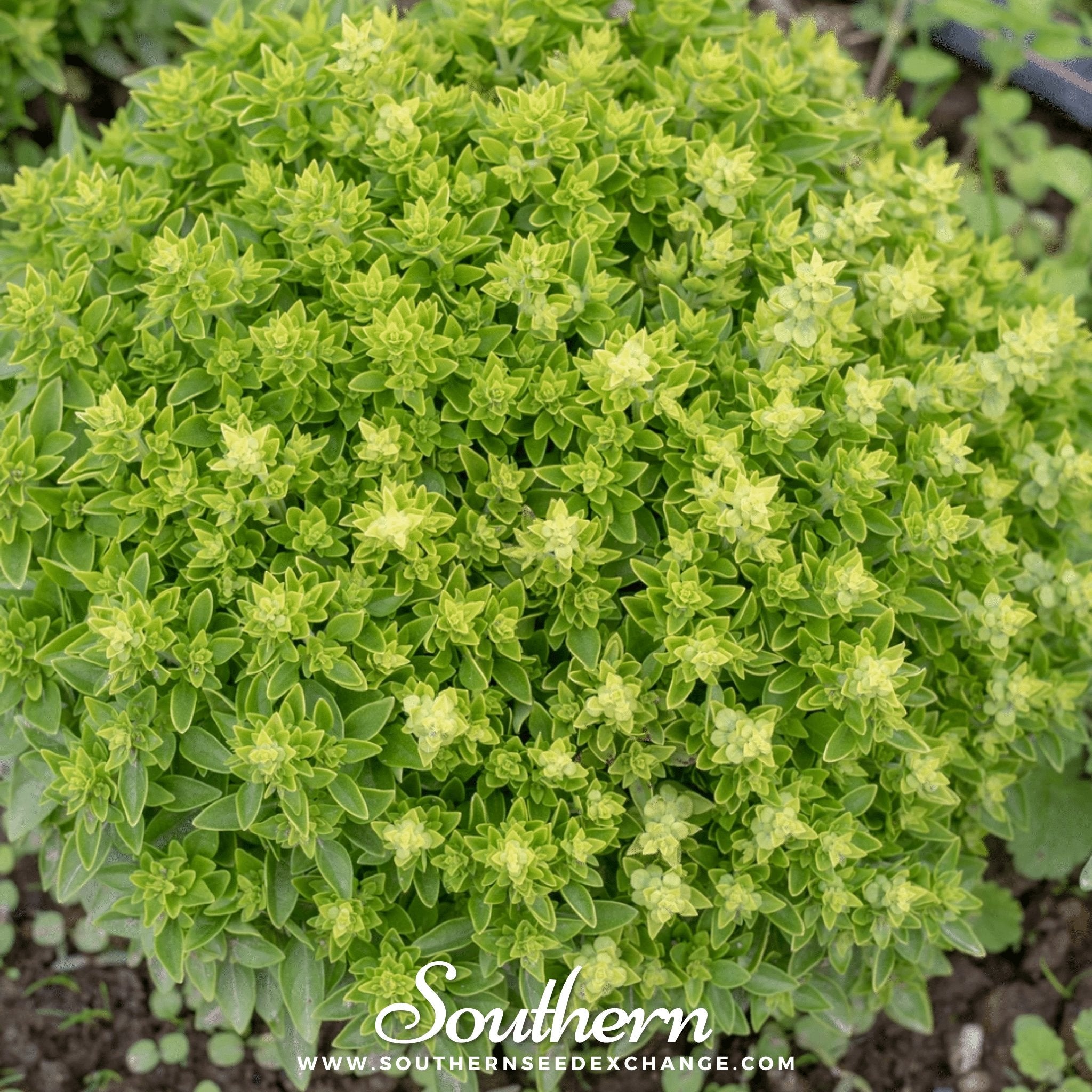 Basil, Piccolino (Ocimum spp.) - 20 Seeds seed packet from Seed Therapy – American - grown, heirloom seeds