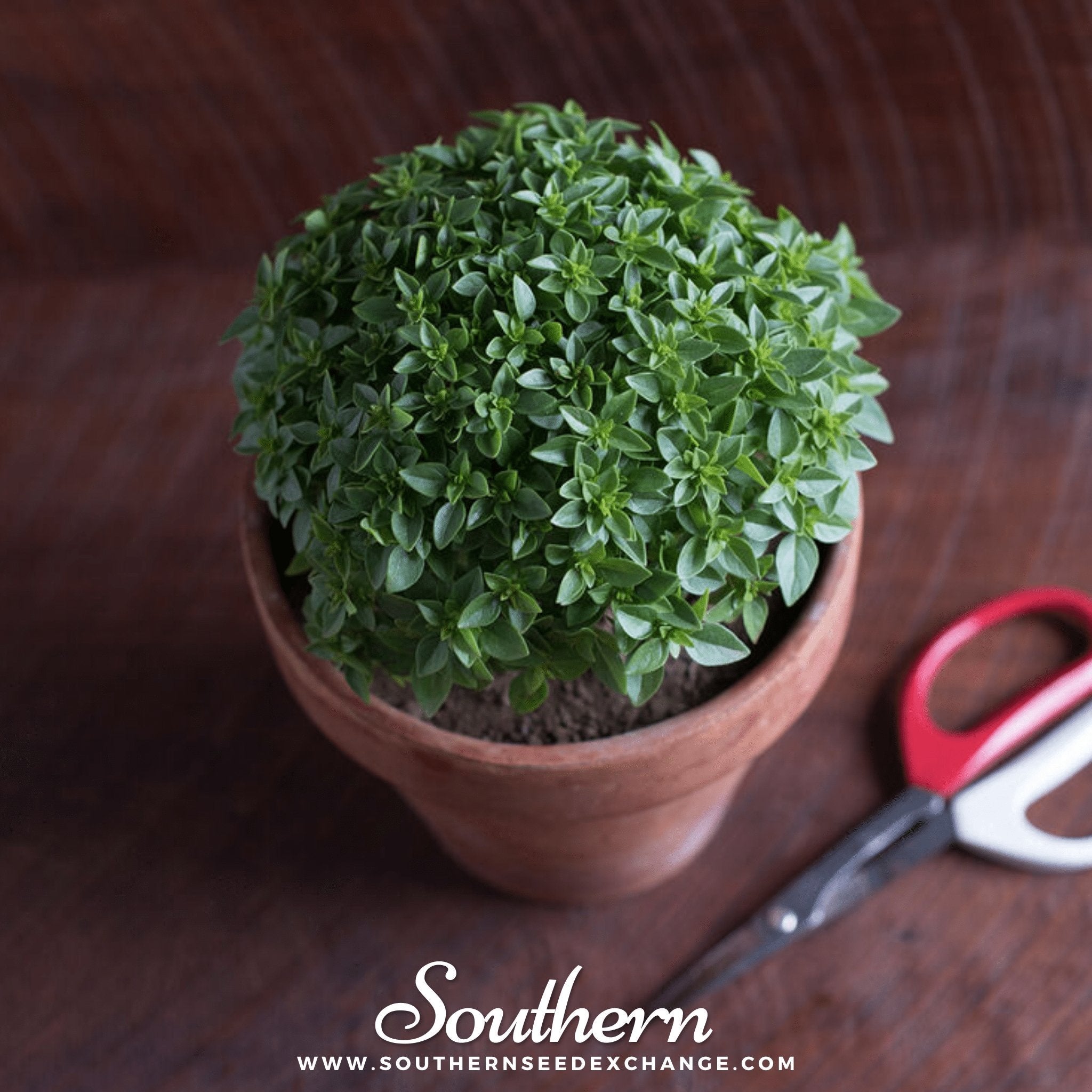 Basil, Piccolino (Ocimum spp.) - 20 Seeds seed packet from Seed Therapy – American - grown, heirloom seeds