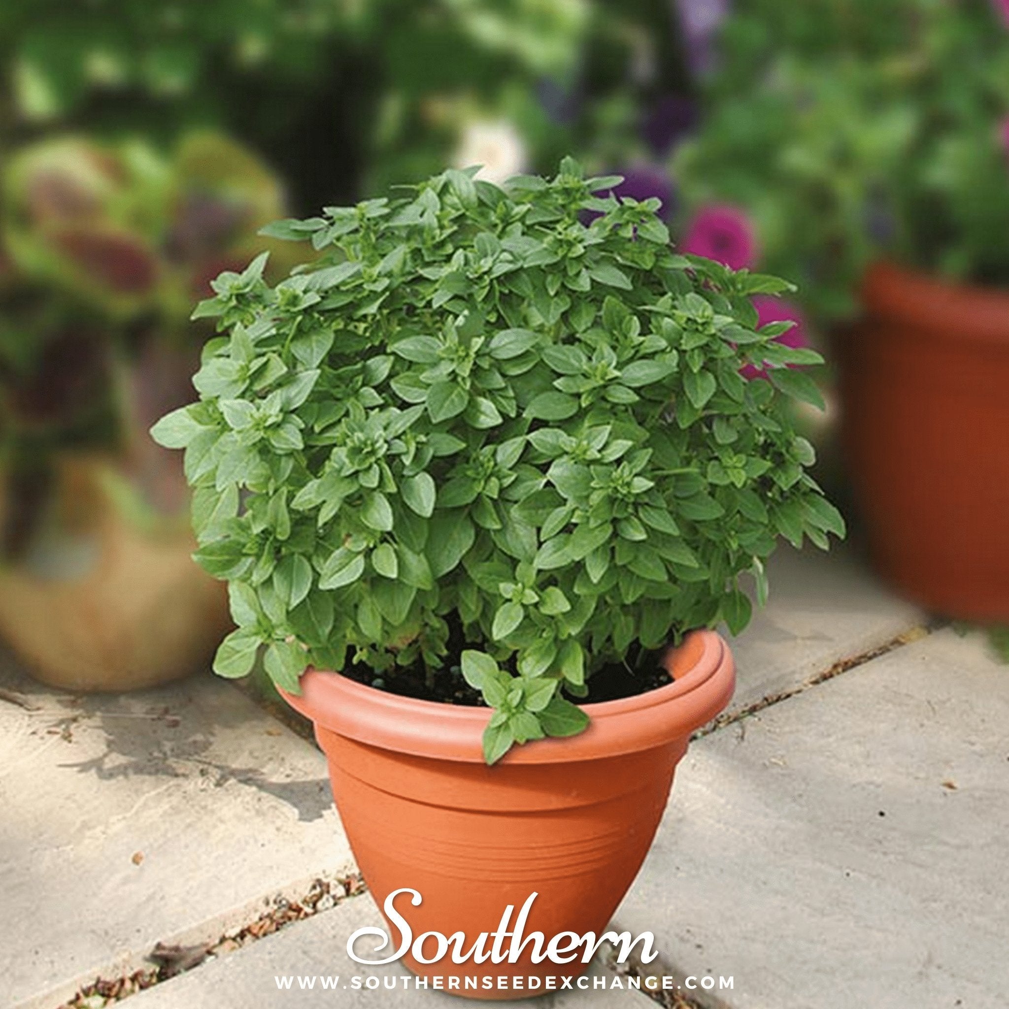 Basil, Piccolino (Ocimum spp.) - 20 Seeds seed packet from Seed Therapy – American - grown, heirloom seeds