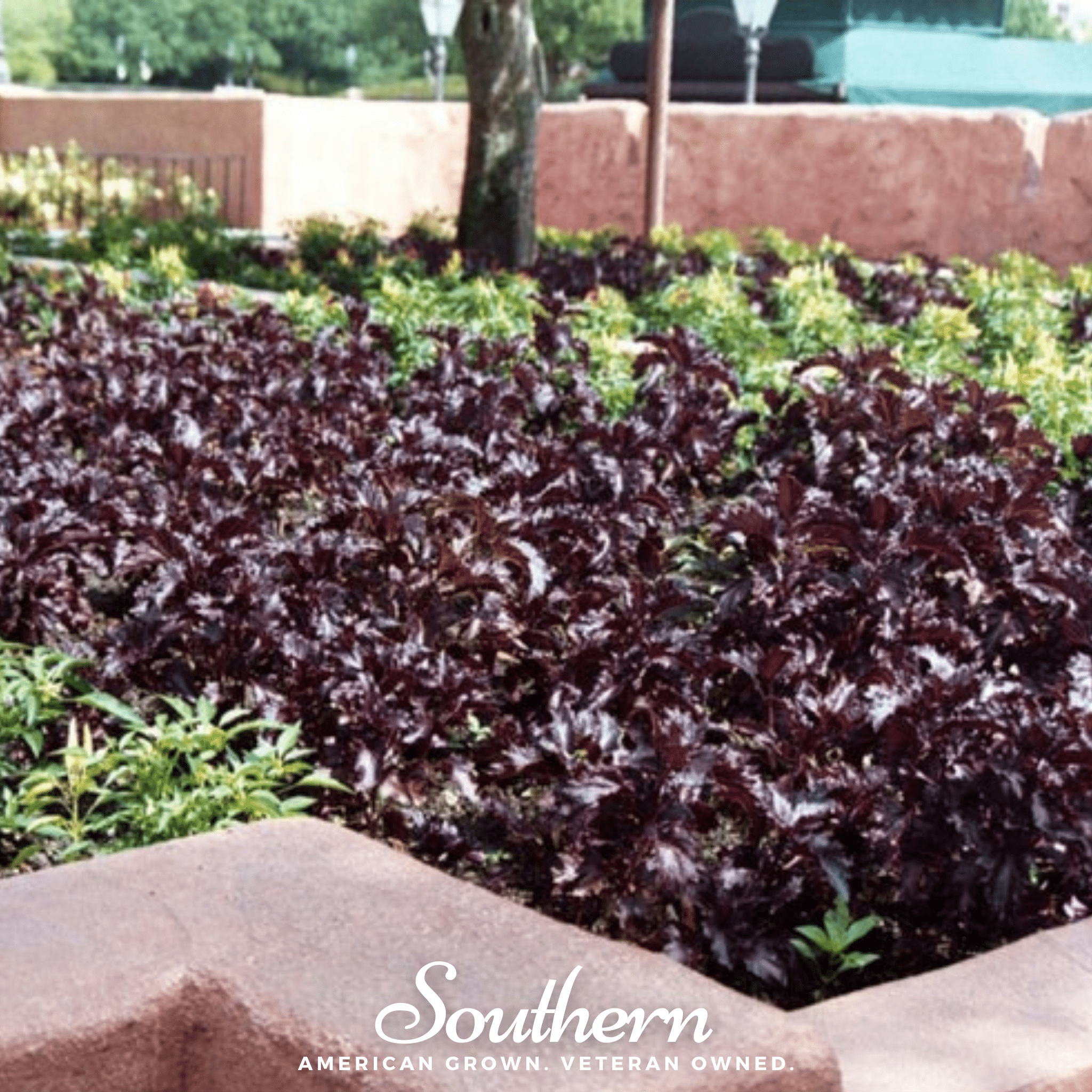 Basil, Purple Ruffles (Ocimum basilicum) - 250 Seeds seed packet from Seed Therapy – American - grown, heirloom seeds