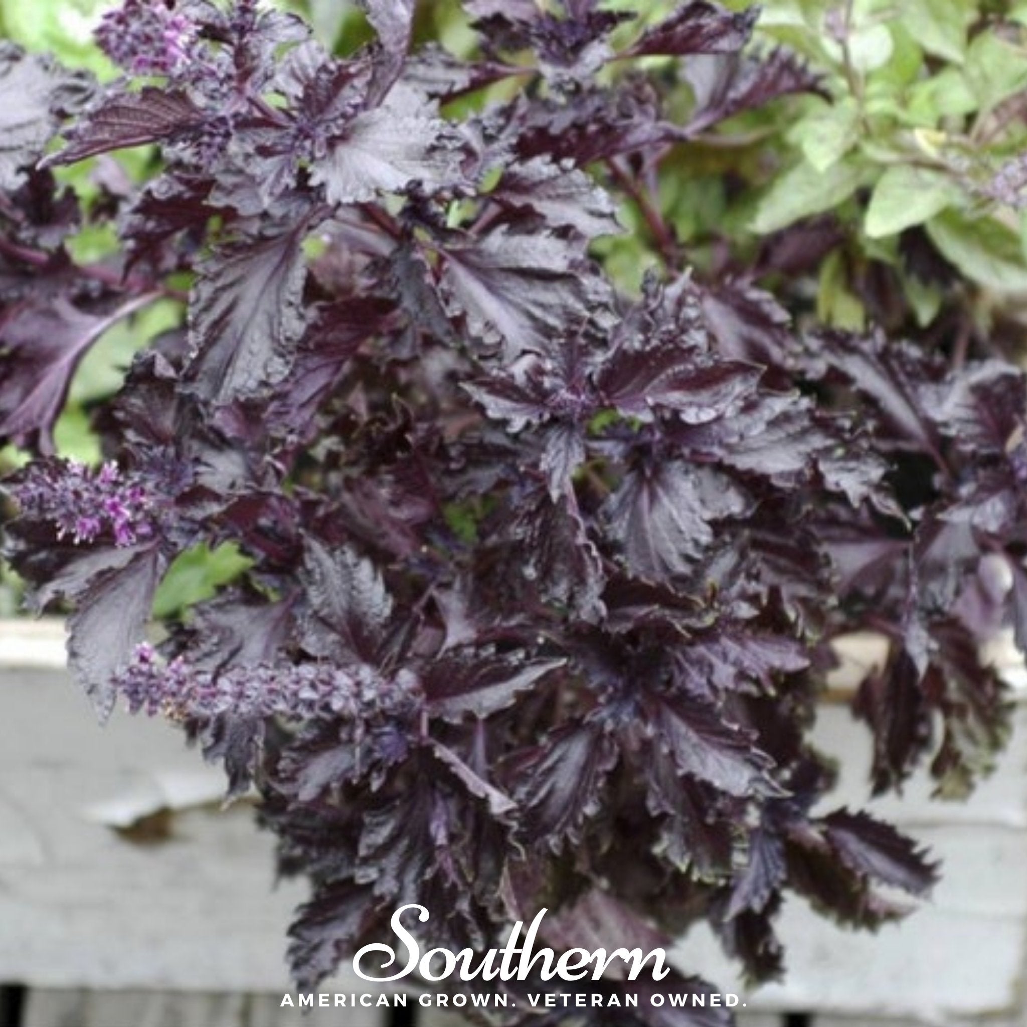 Basil, Purple Ruffles (Ocimum basilicum) - 250 Seeds seed packet from Seed Therapy – American - grown, heirloom seeds