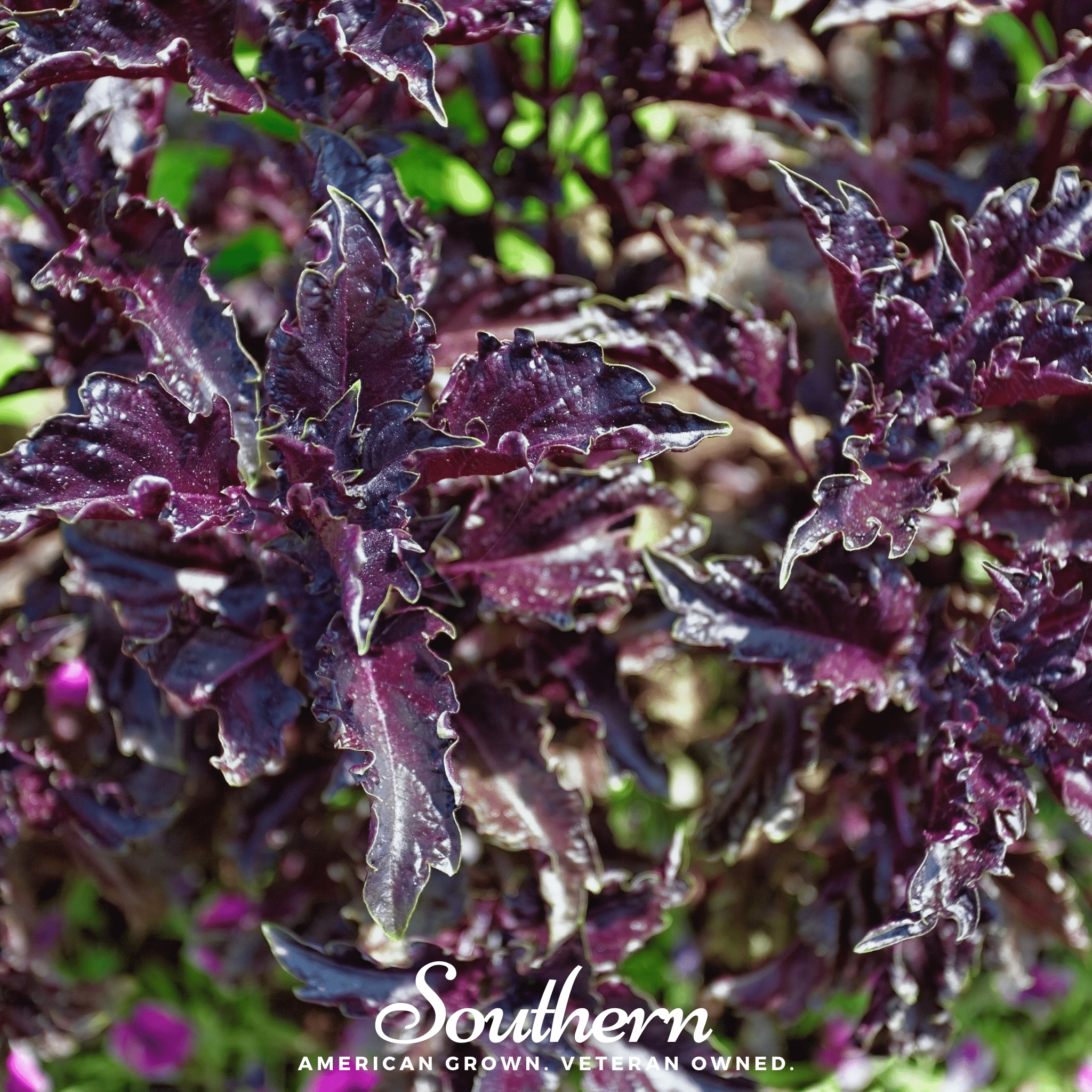 Basil, Purple Ruffles (Ocimum basilicum) - 250 Seeds seed packet from Seed Therapy – American - grown, heirloom seeds