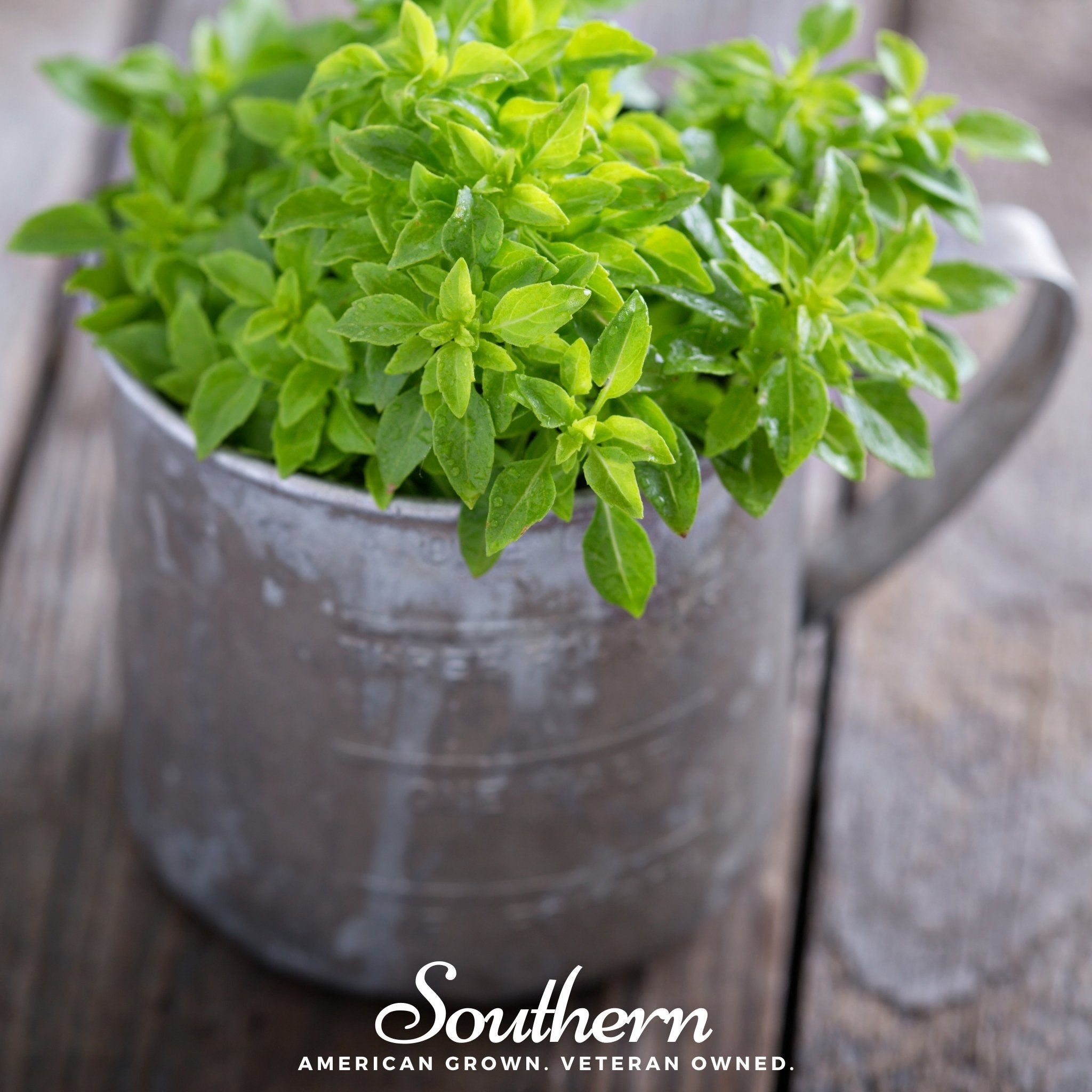 Basil, Spicy Globe (Ocimum basilicum) - 250 Seeds seed packet from Seed Therapy – American - grown, heirloom seeds