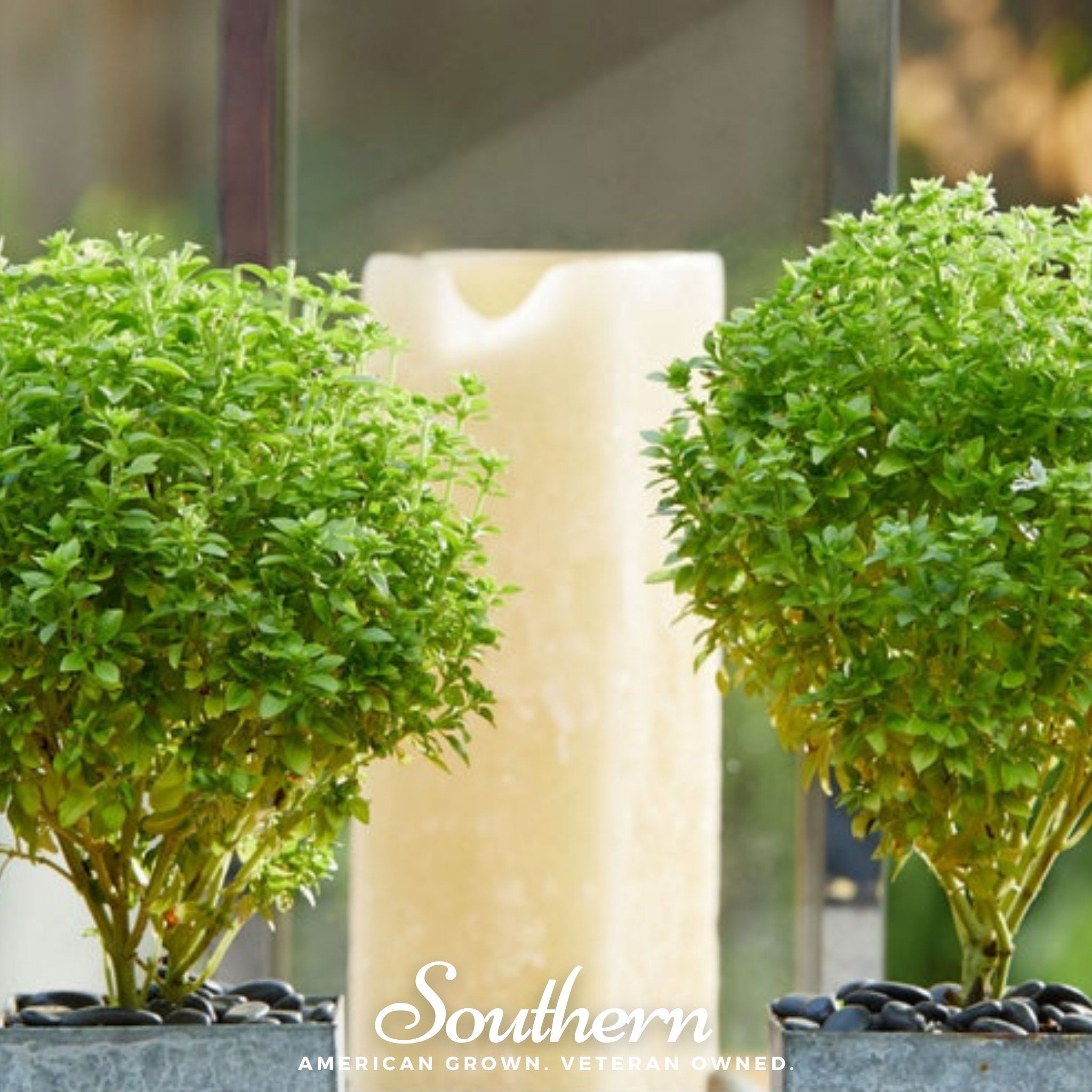 Basil, Spicy Globe (Ocimum basilicum) - 250 Seeds seed packet from Seed Therapy – American - grown, heirloom seeds