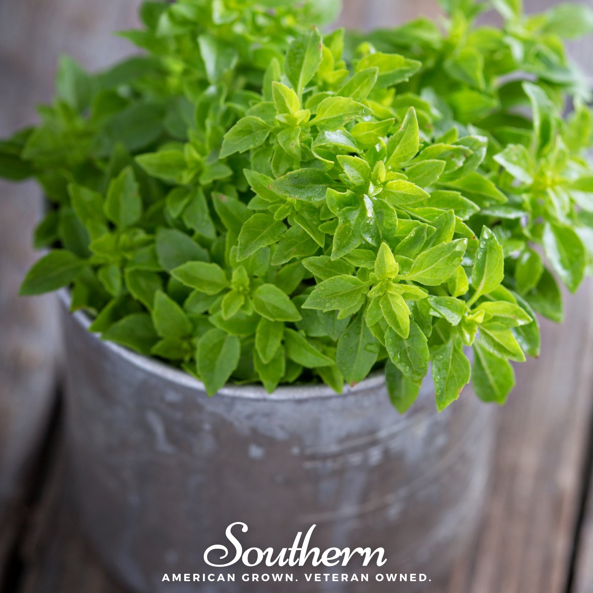 Basil, Spicy Globe (Ocimum basilicum) - 250 Seeds seed packet from Seed Therapy – American - grown, heirloom seeds