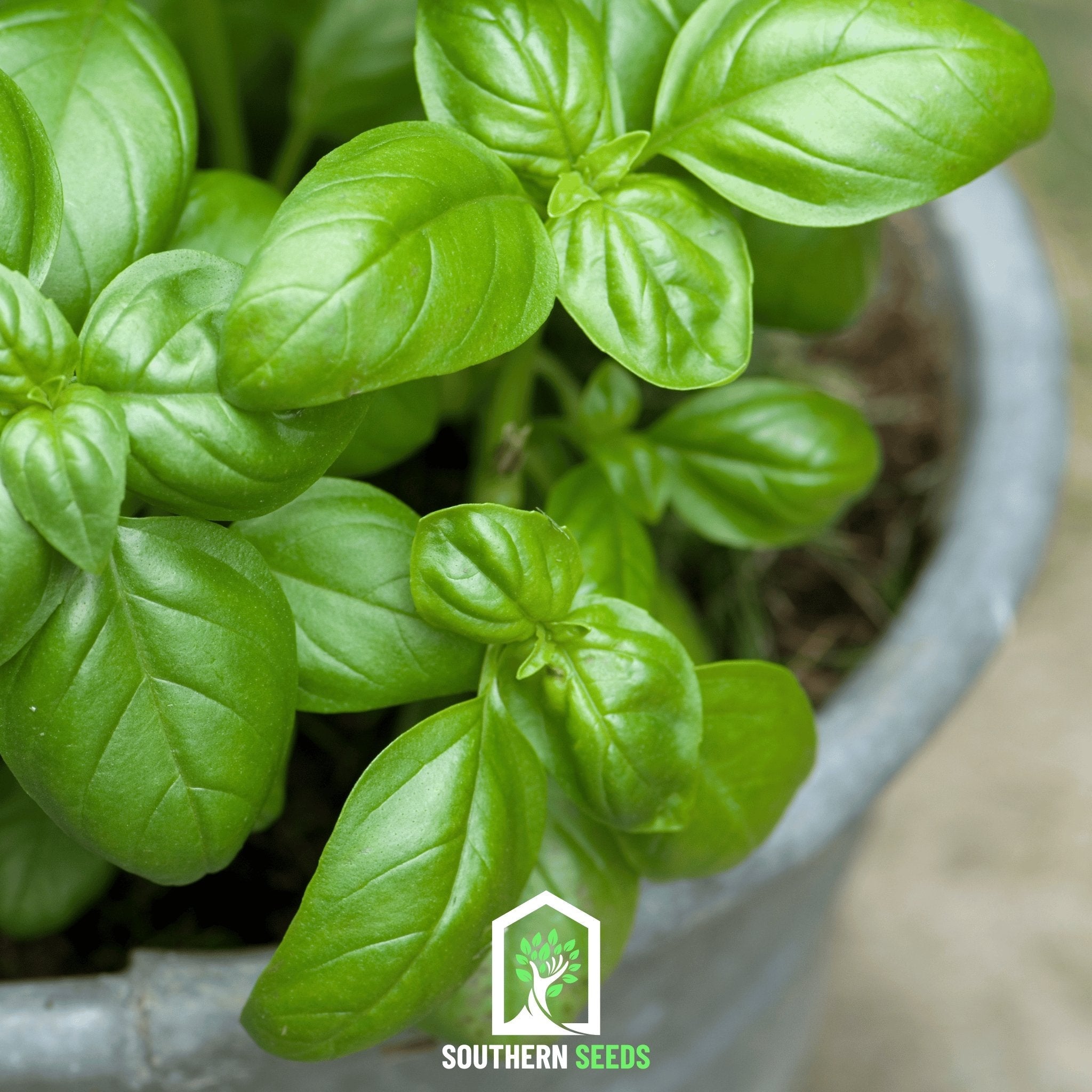 Basil, Sweet (Ocimum basilicum) - 250 Seeds seed packet from Seed Therapy – American - grown, heirloom seeds