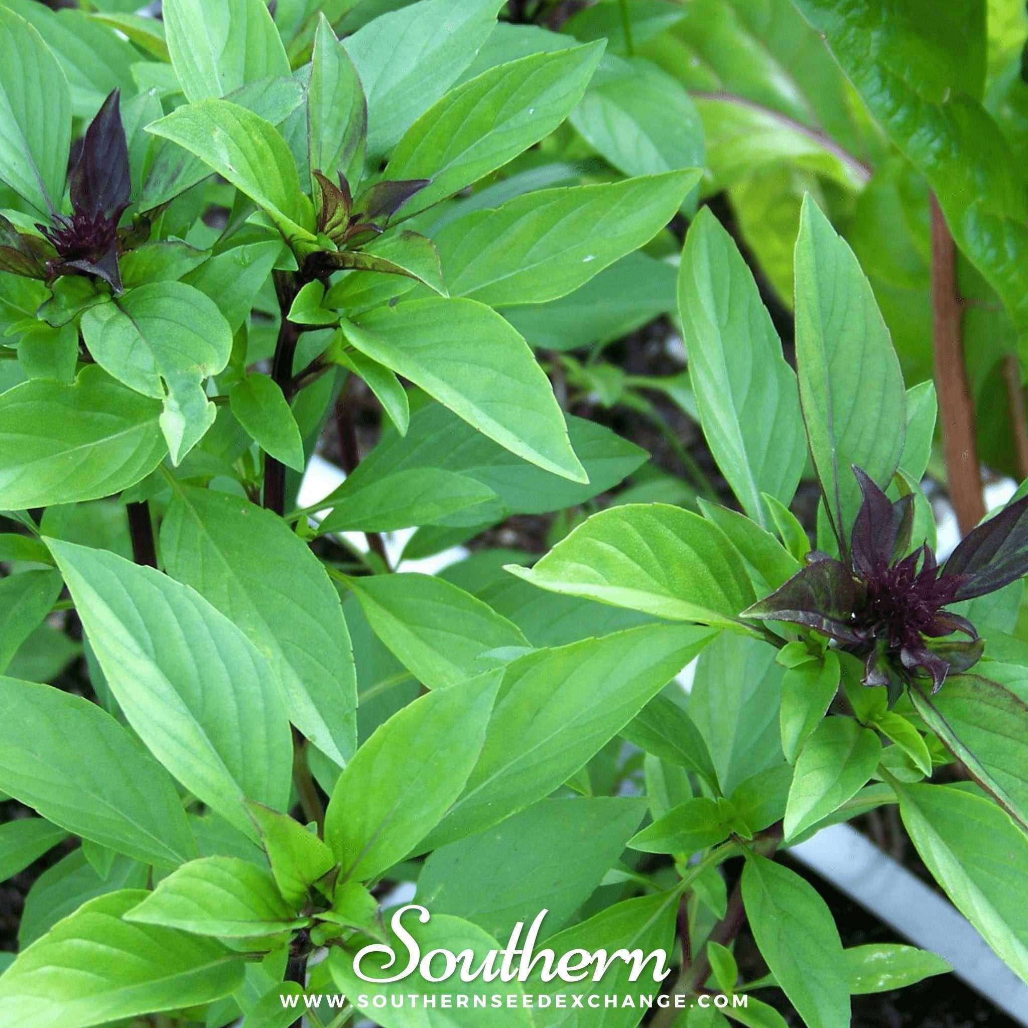 Basil, Thai Siam Queen (Ocimum basilicum) - 250 Seeds seed packet from Seed Therapy – American - grown, heirloom seeds