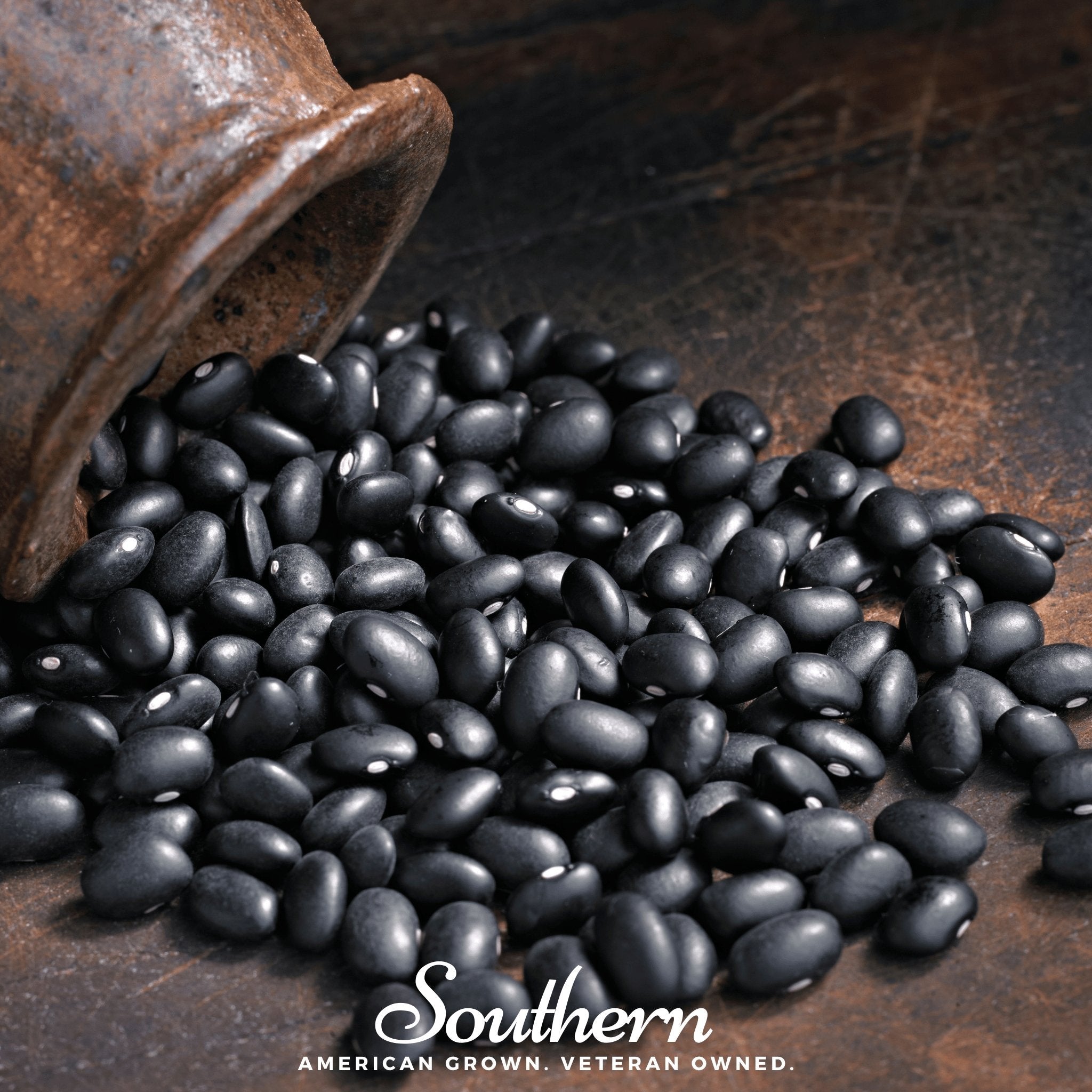 Bean, Black Coco (Phaseolus vulgaris) - 30 Seeds seed packet from Seed Therapy – American - grown, heirloom seeds