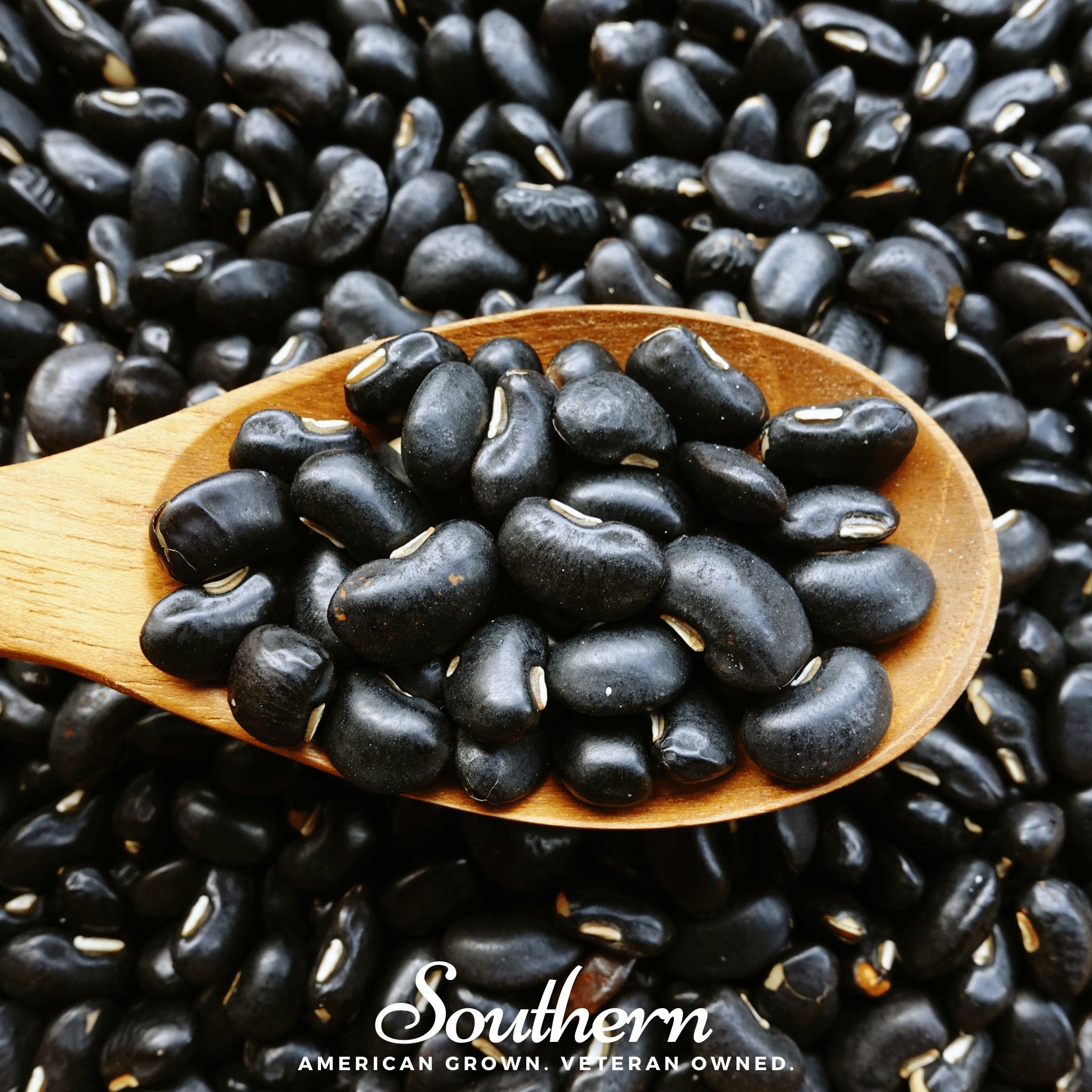 Bean, Black Coco (Phaseolus vulgaris) - 30 Seeds seed packet from Seed Therapy – American - grown, heirloom seeds