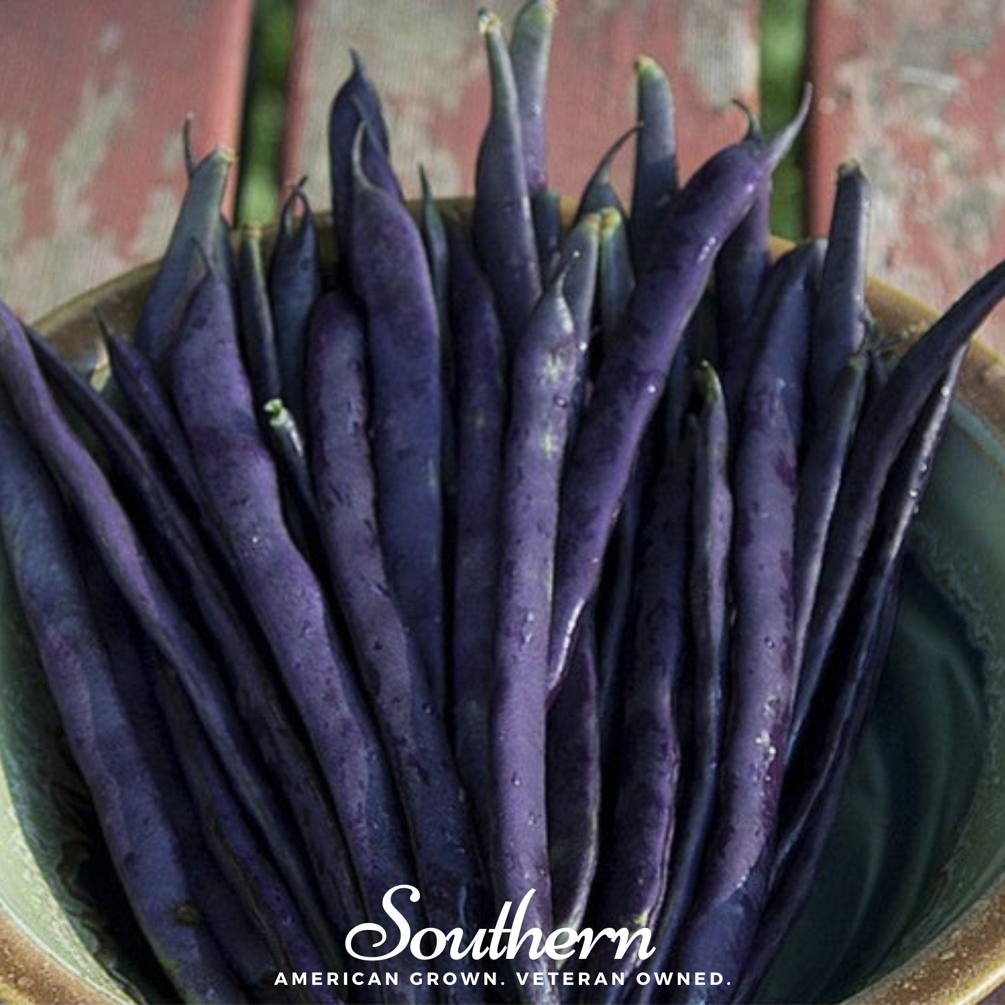 Bean, Blue Coco (Phaseolus vulgaris) - 30 Seeds seed packet from Seed Therapy – American - grown, heirloom seeds