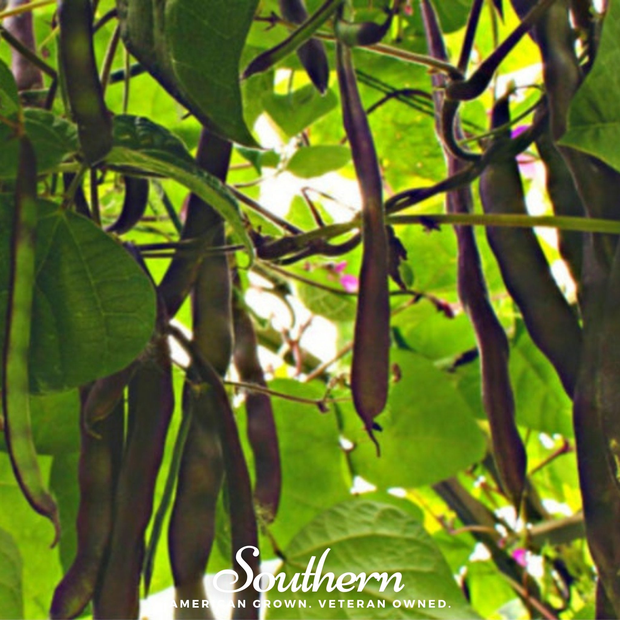 Bean, Blue Coco (Phaseolus vulgaris) - 30 Seeds seed packet from Seed Therapy – American - grown, heirloom seeds