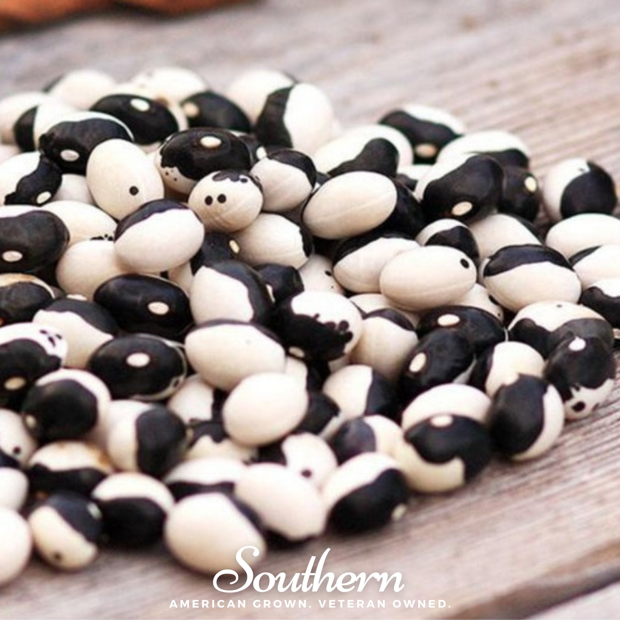 Bean, Calypso - Orca (Phaseolus vulgaris) - 25 Seeds seed packet from Seed Therapy – American - grown, heirloom seeds