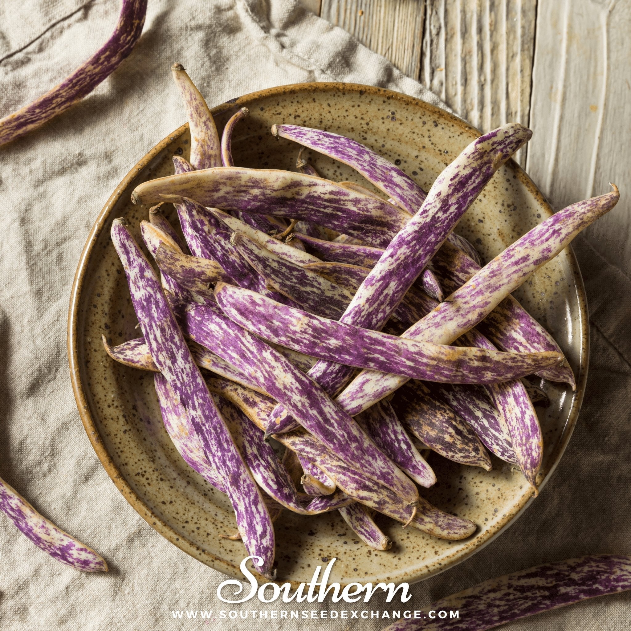 Bean, Dragon's Tongue (Phaseolus vulgaris) - 20 Seeds seed packet from Seed Therapy – American - grown, heirloom seeds