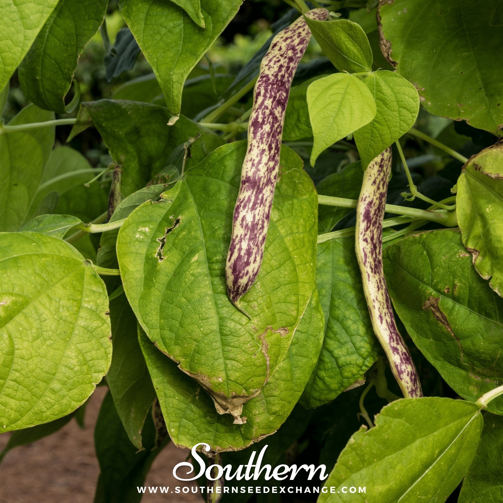 Bean, Dragon's Tongue (Phaseolus vulgaris) - 20 Seeds seed packet from Seed Therapy – American - grown, heirloom seeds