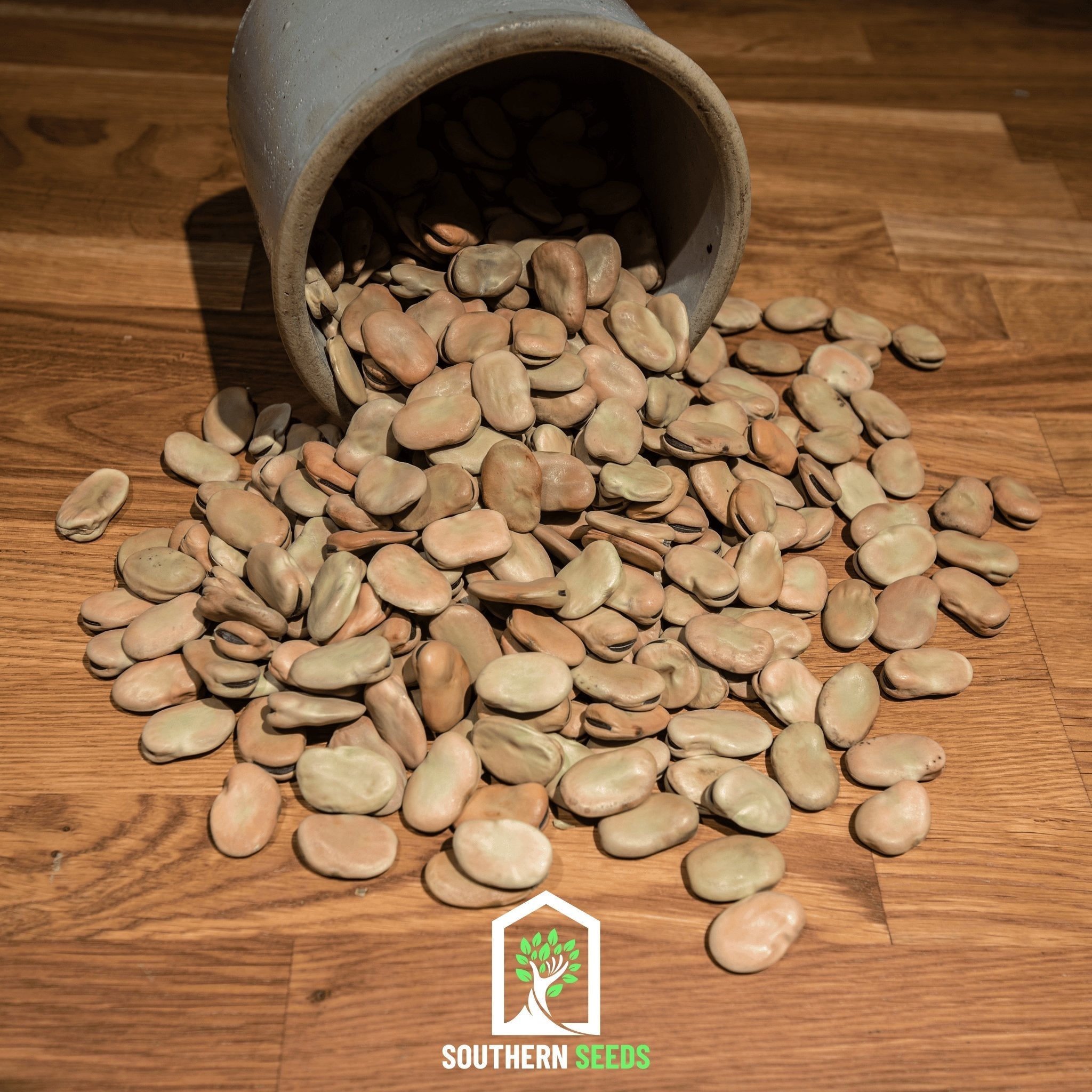 Bean, Fava Broad Windsor (Vicia faba) - 10 Seeds seed packet from Seed Therapy – American - grown, heirloom seeds