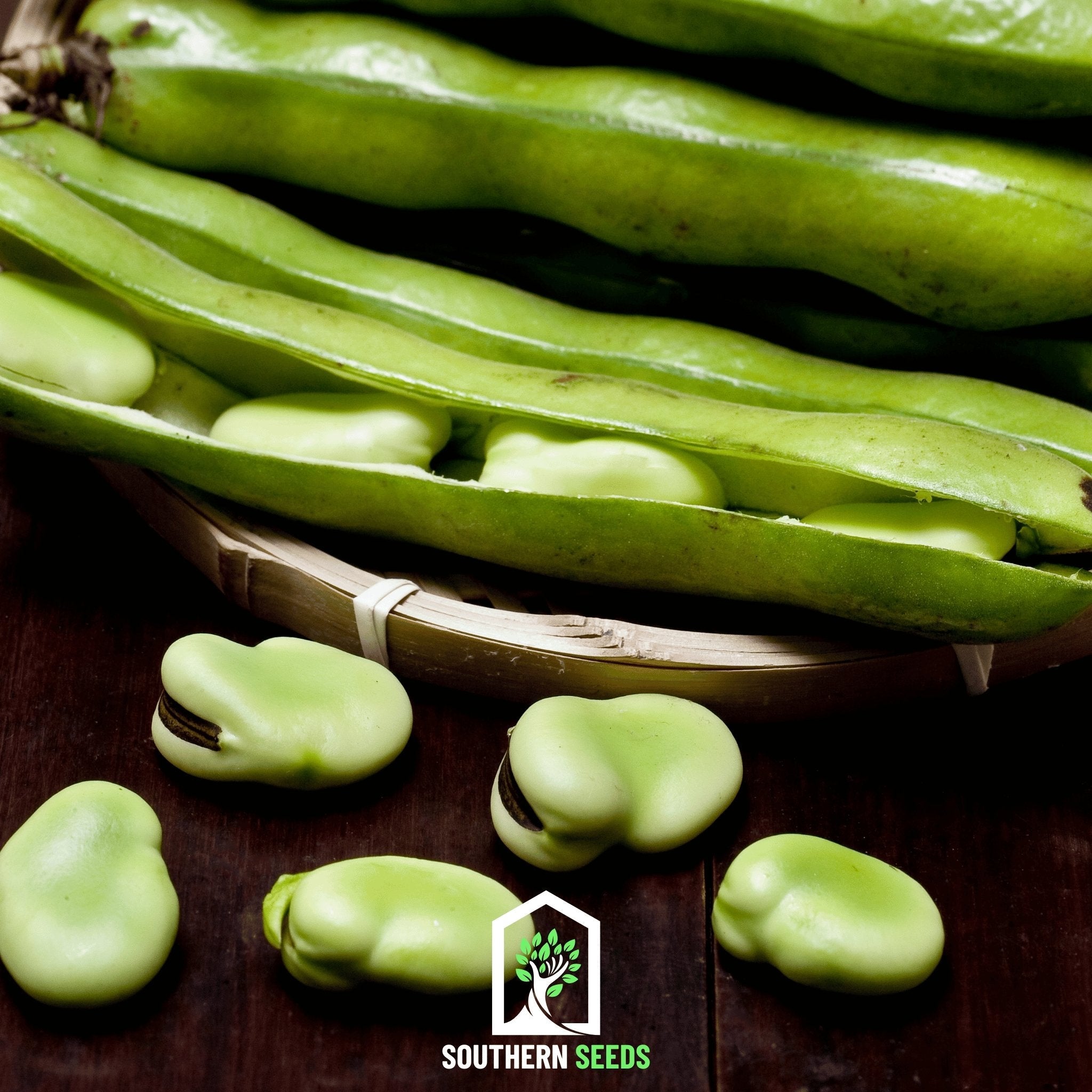 Bean, Fava Broad Windsor (Vicia faba) - 10 Seeds seed packet from Seed Therapy – American - grown, heirloom seeds