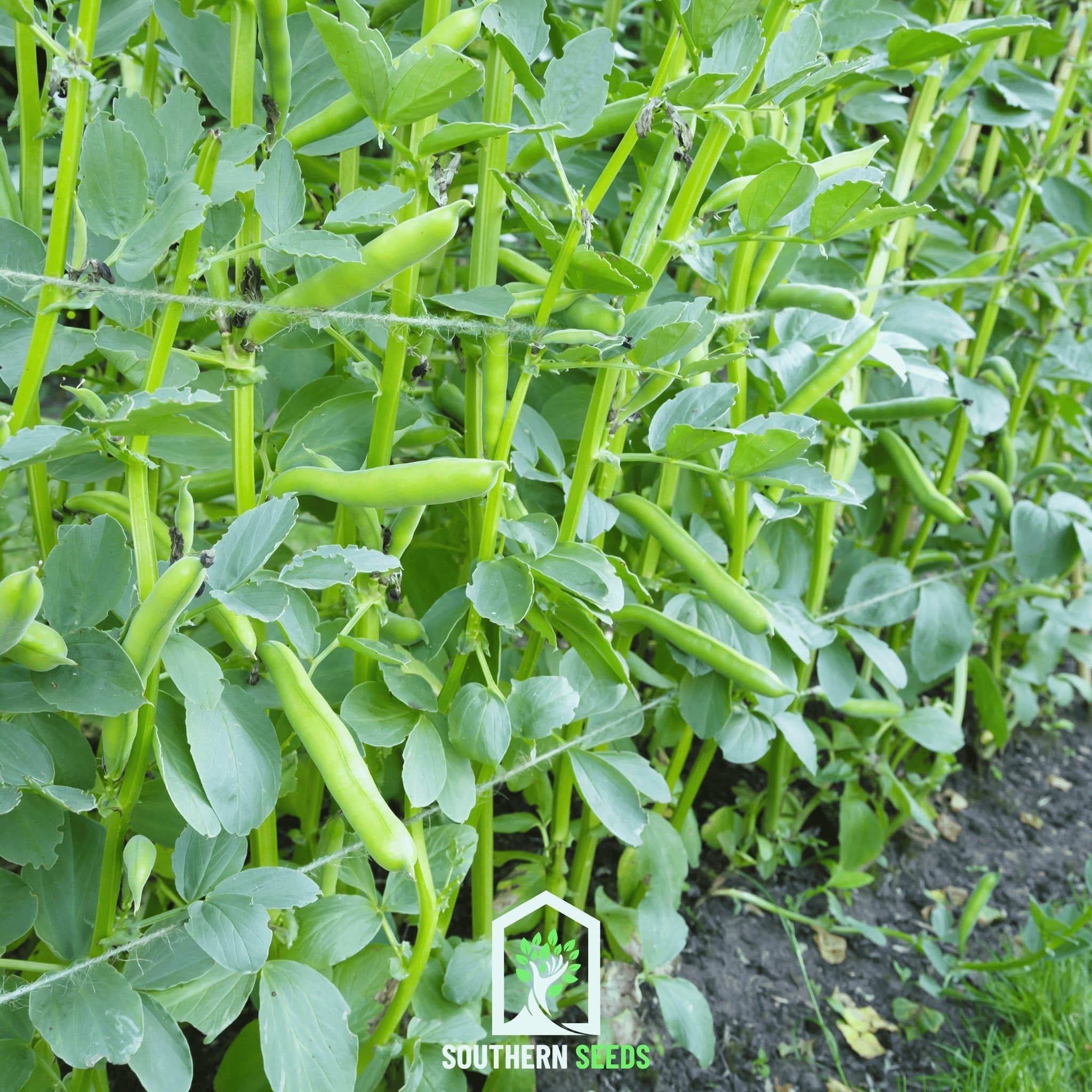 Bean, Fava Broad Windsor (Vicia faba) - 10 Seeds seed packet from Seed Therapy – American - grown, heirloom seeds