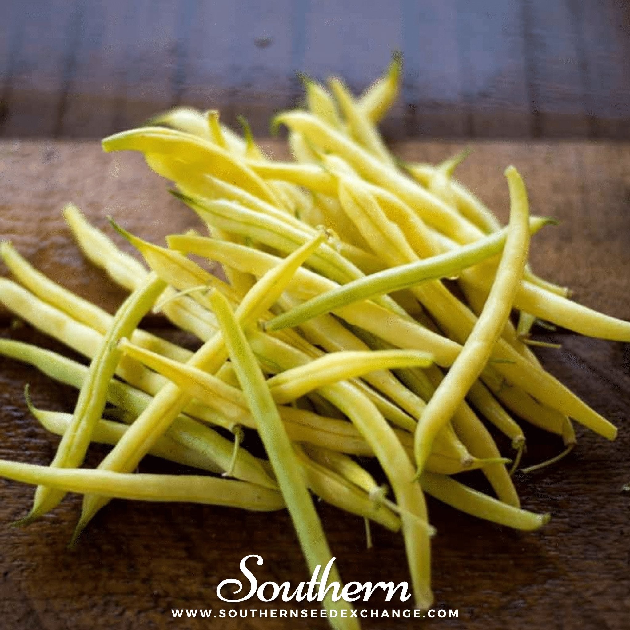 Bean, Gold Rush (Phaseolus vulgaris) - 30 Seeds seed packet from Seed Therapy – American - grown, heirloom seeds