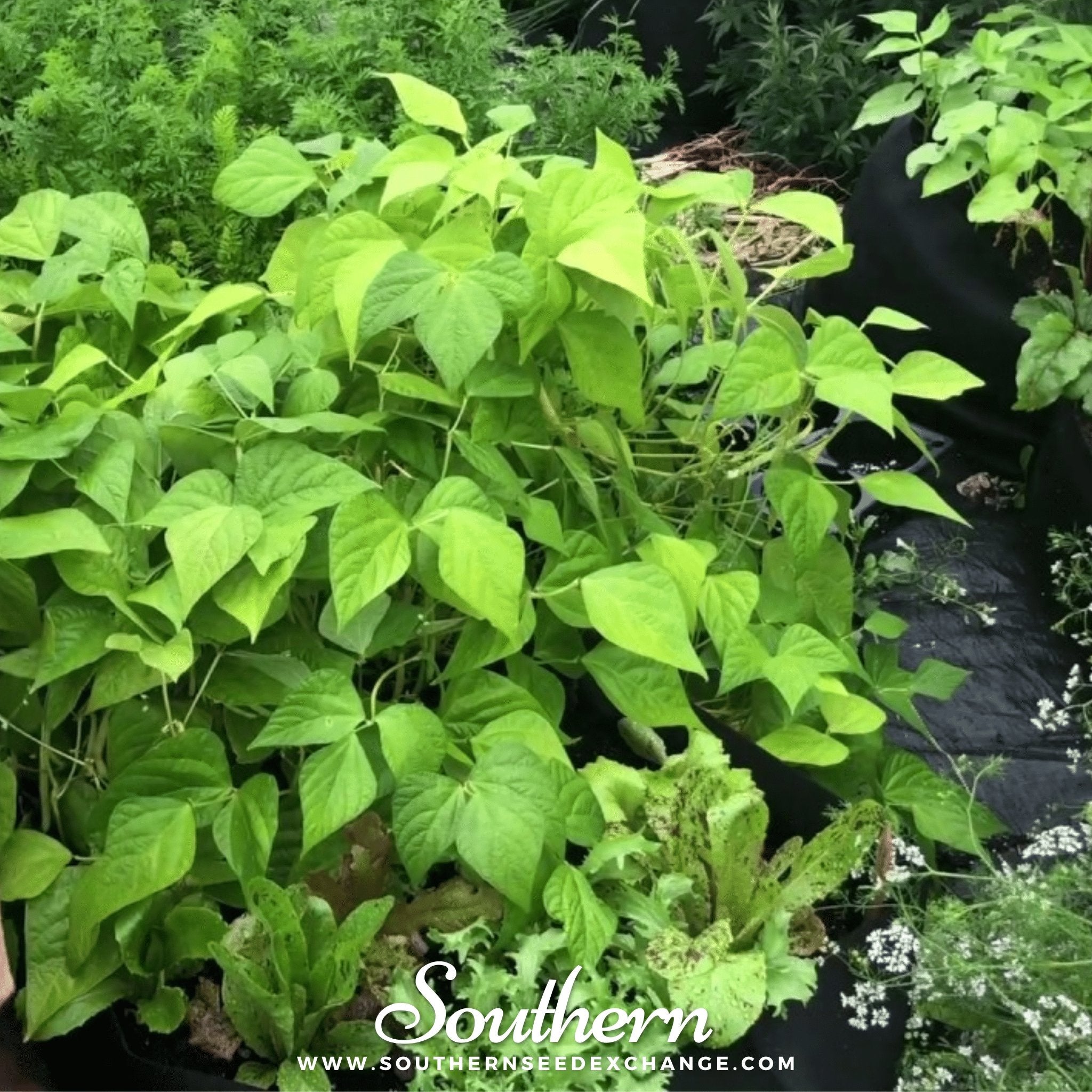 Bean, Gold Rush (Phaseolus vulgaris) - 30 Seeds seed packet from Seed Therapy – American - grown, heirloom seeds
