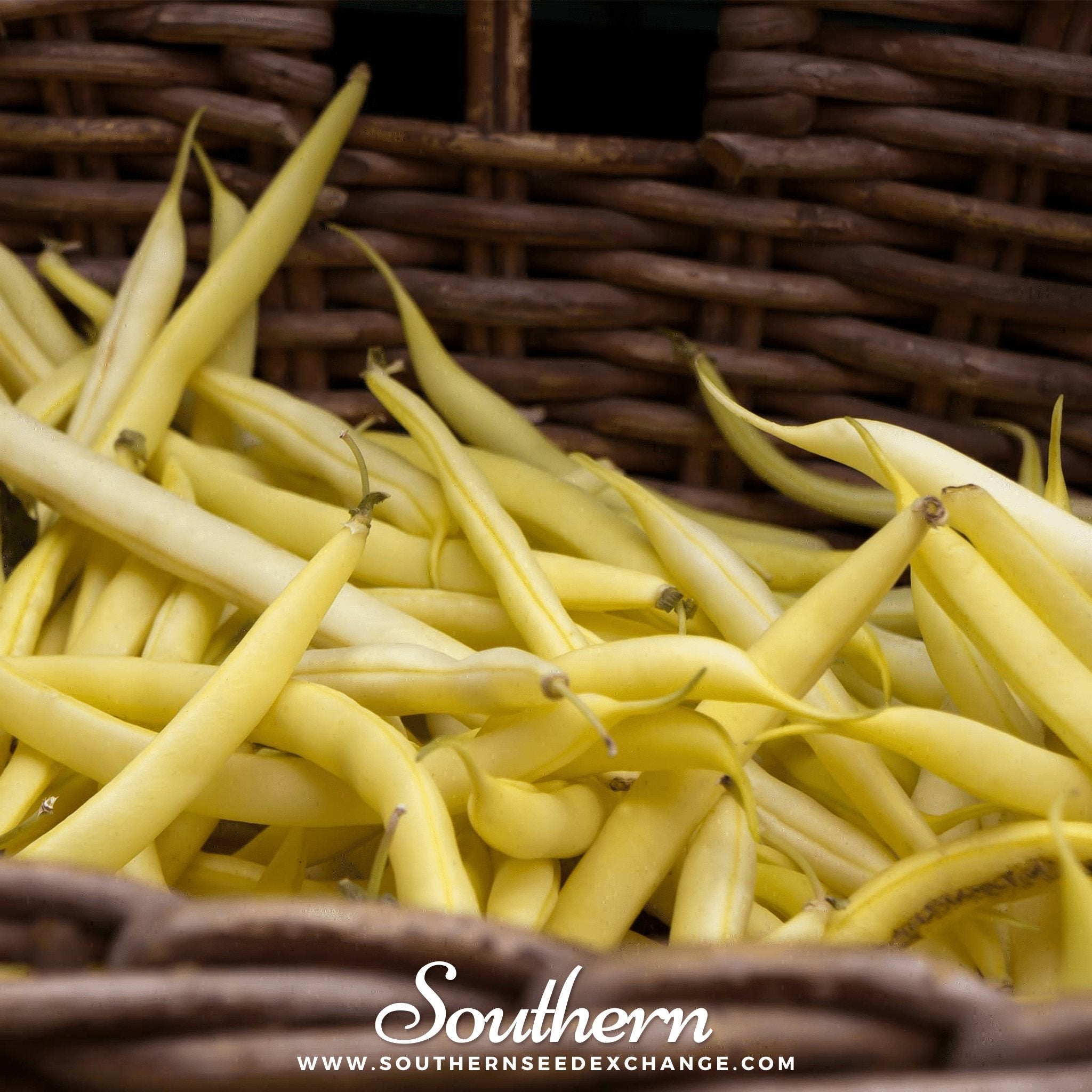 Bean, Gold Rush (Phaseolus vulgaris) - 30 Seeds seed packet from Seed Therapy – American - grown, heirloom seeds