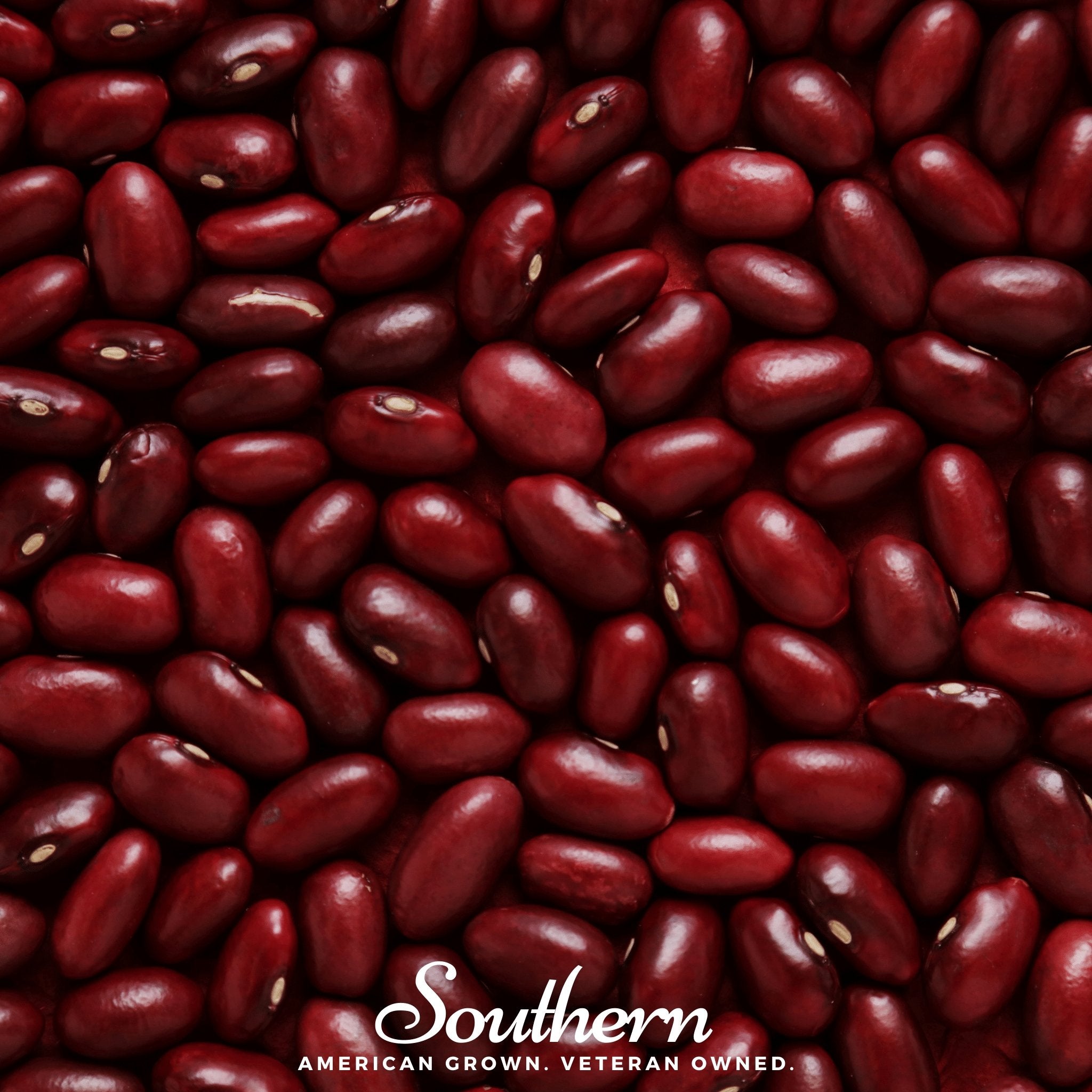 Bean, Kidney Dark Red (Phaseolus vulgaris) - 20 seeds seed packet from Seed Therapy – American - grown, heirloom seeds