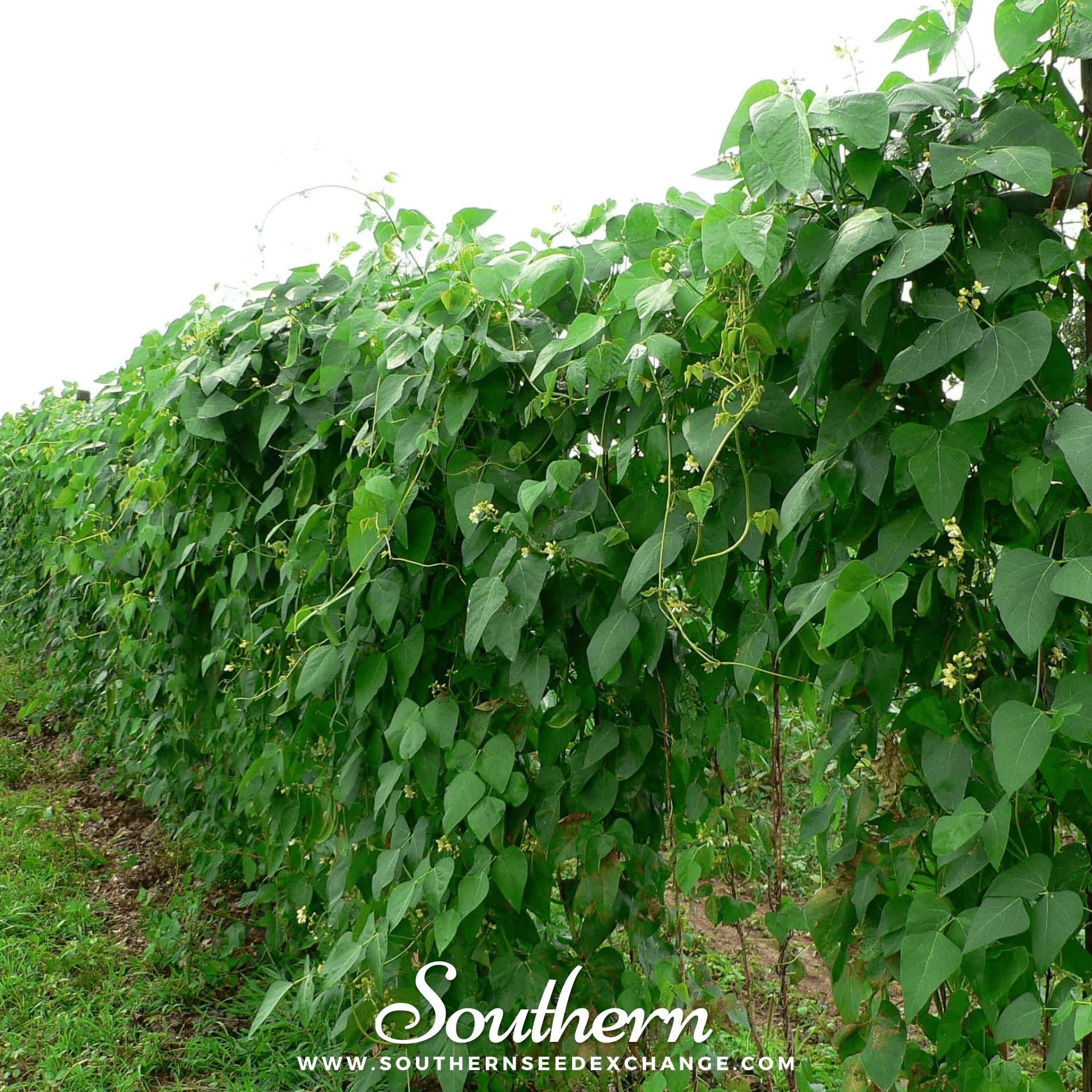 Bean, Lima, Henderson (Phaseolus lunatus) - 15 Seeds seed packet from Seed Therapy – American - grown, heirloom seeds