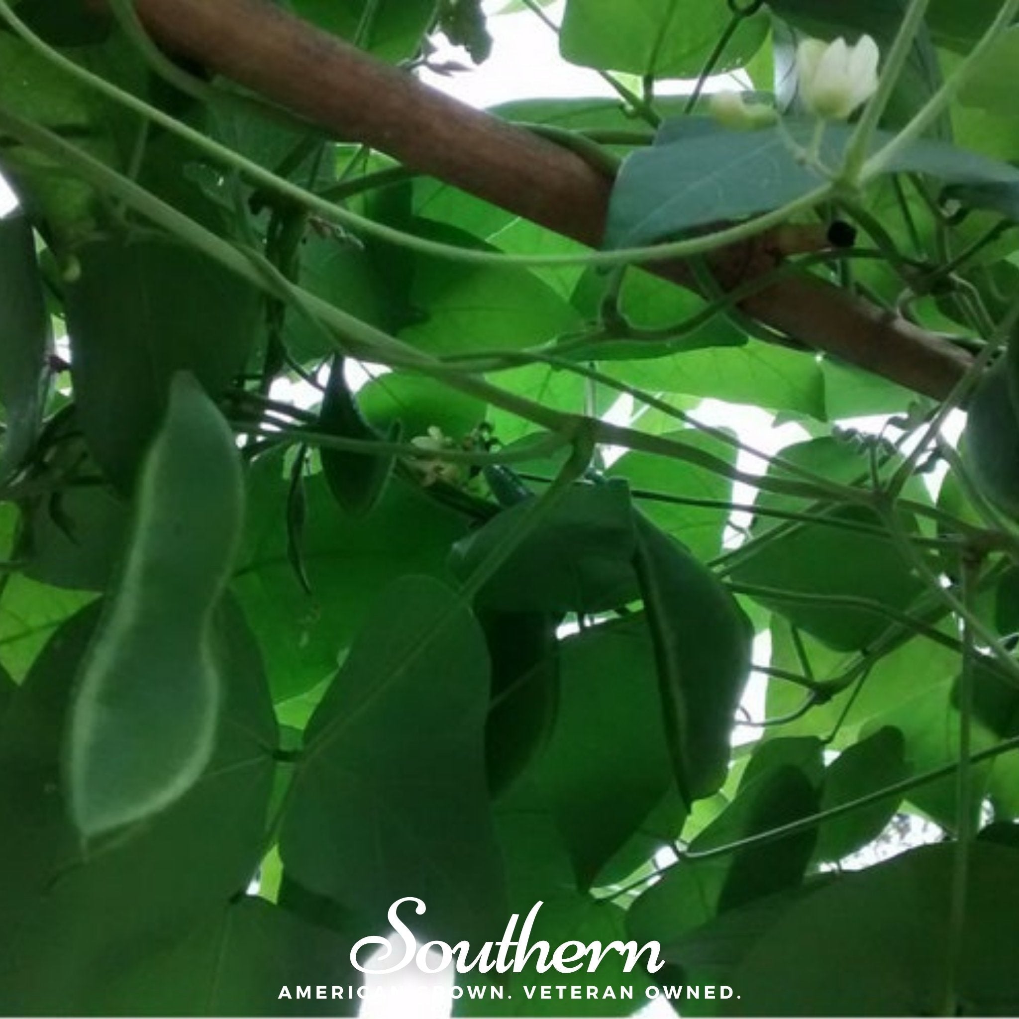 Bean, Lima, King of the Garden (Phaseolus lunatus) - 15 Seeds seed packet from Seed Therapy – American - grown, heirloom seeds