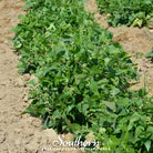 Bean, Lima, White Dixie Butterpeas (Phaseolus lunatus) - 15 Seeds seed packet from Seed Therapy – American - grown, heirloom seeds