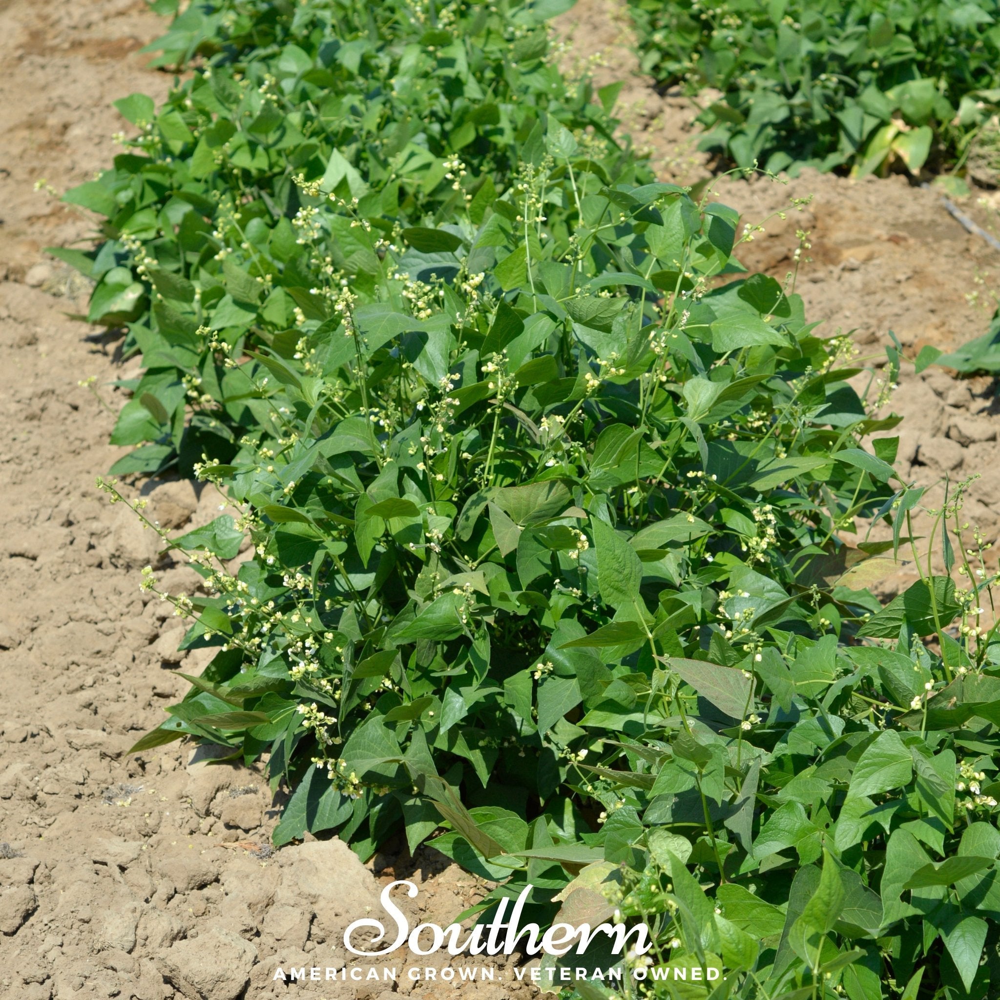 Bean, Lima, White Dixie Butterpeas (Phaseolus lunatus) - 15 Seeds seed packet from Seed Therapy – American - grown, heirloom seeds