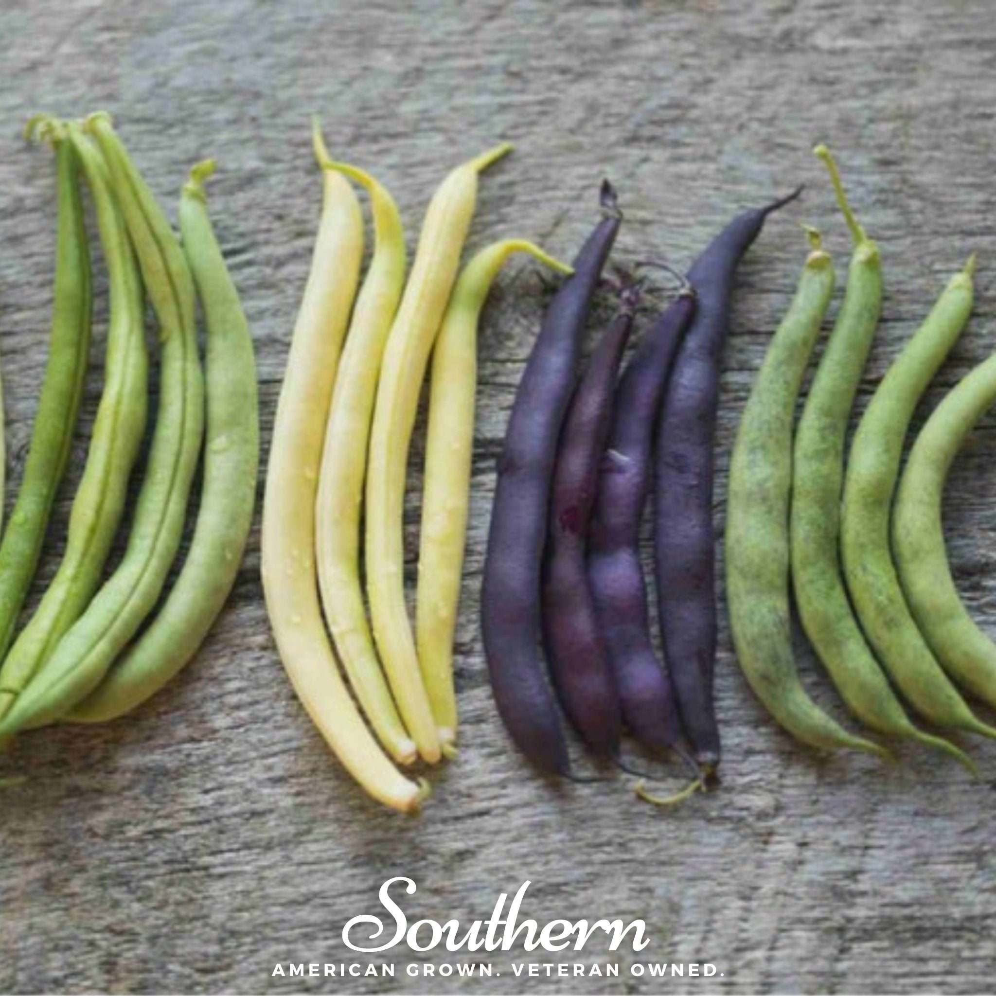 Bean, Multicolored Mix (Phaseolus lunatus) - 30 Seeds seed packet from Seed Therapy – American - grown, heirloom seeds
