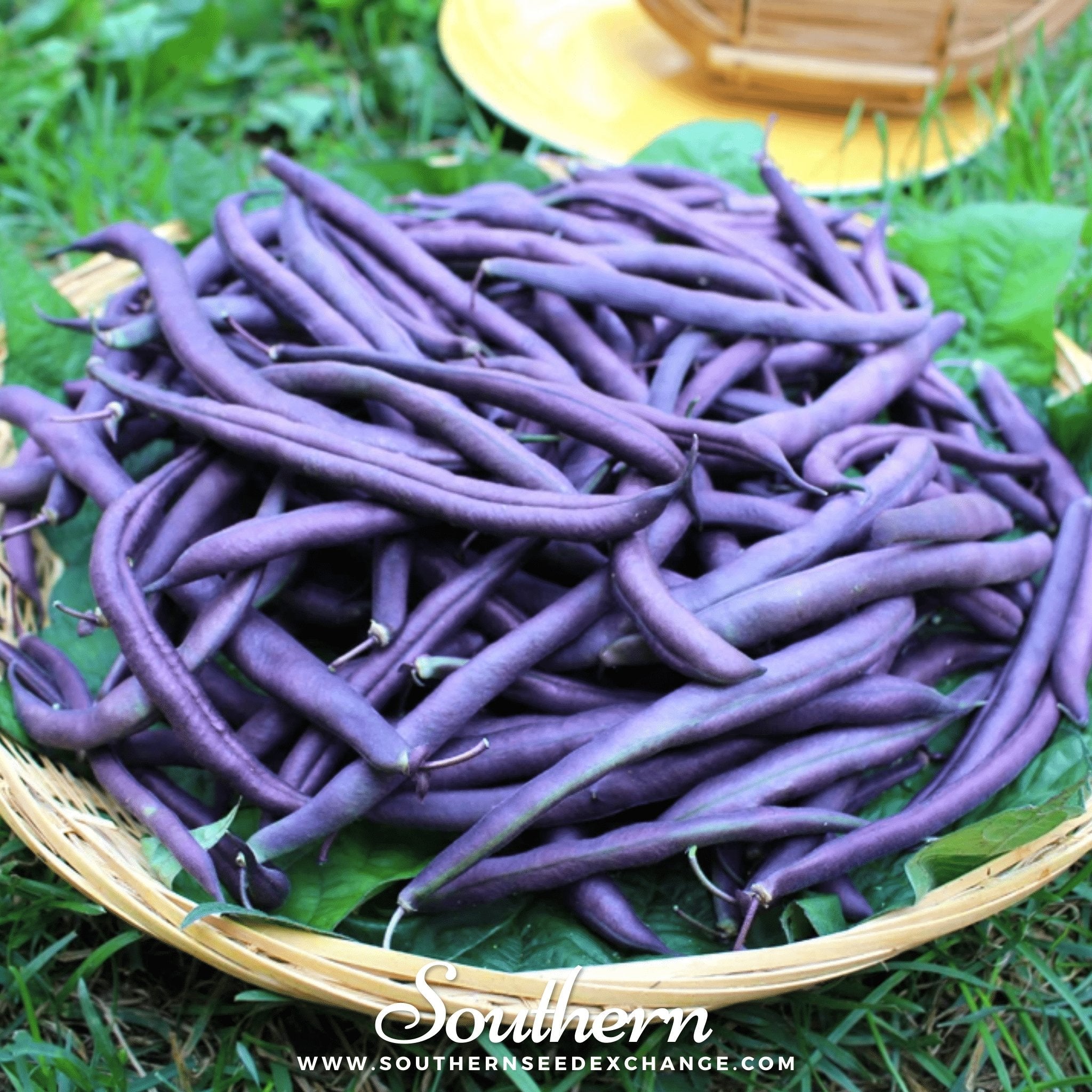 Bean, Royal Burgundy (Phaseolus vulgaris) - 50 Seeds seed packet from Seed Therapy – American - grown, heirloom seeds