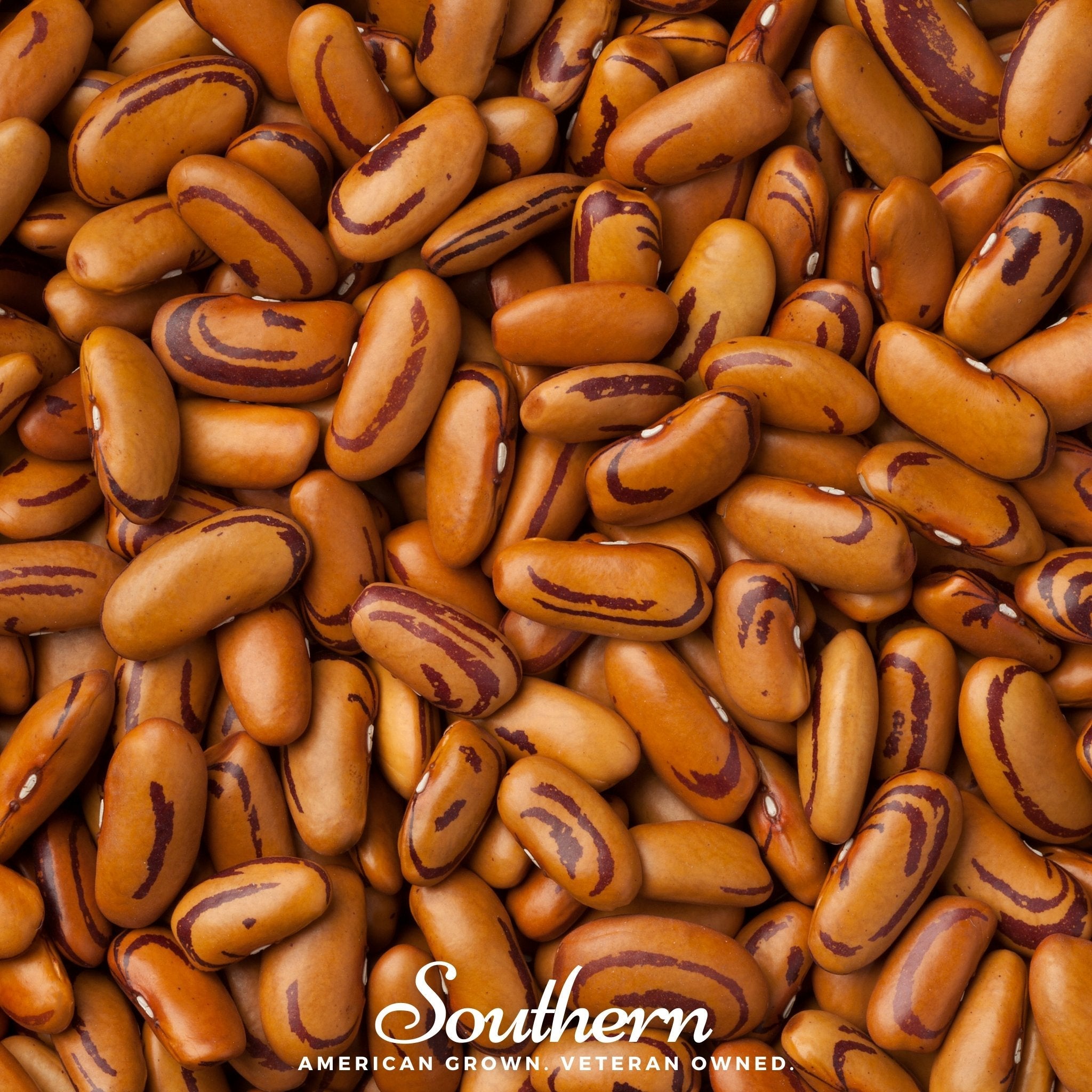 Bean, Tiger's Eye (Phaseolus vulgaris) - 30 Seeds seed packet from Seed Therapy – American - grown, heirloom seeds