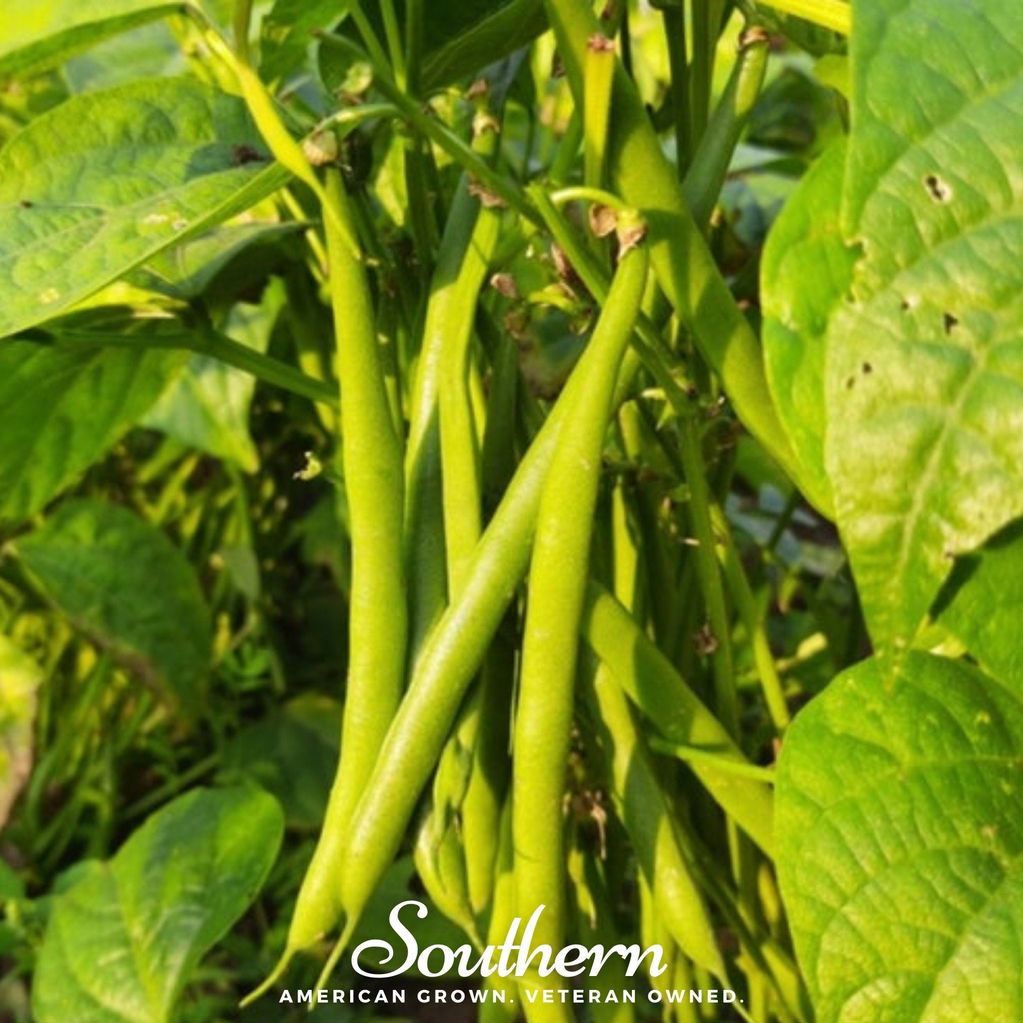Bean, Topcrop (Phaseolus vulgaris) - 50 Seeds seed packet from Seed Therapy – American - grown, heirloom seeds
