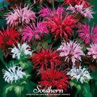 Bee Balm, Monarda Mix (Monarda didyma) - 20 Seeds seed packet from Seed Therapy – American - grown, heirloom seeds