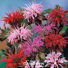 Bee Balm, Monarda Mix (Monarda didyma) - 20 Seeds seed packet from Seed Therapy – American - grown, heirloom seeds