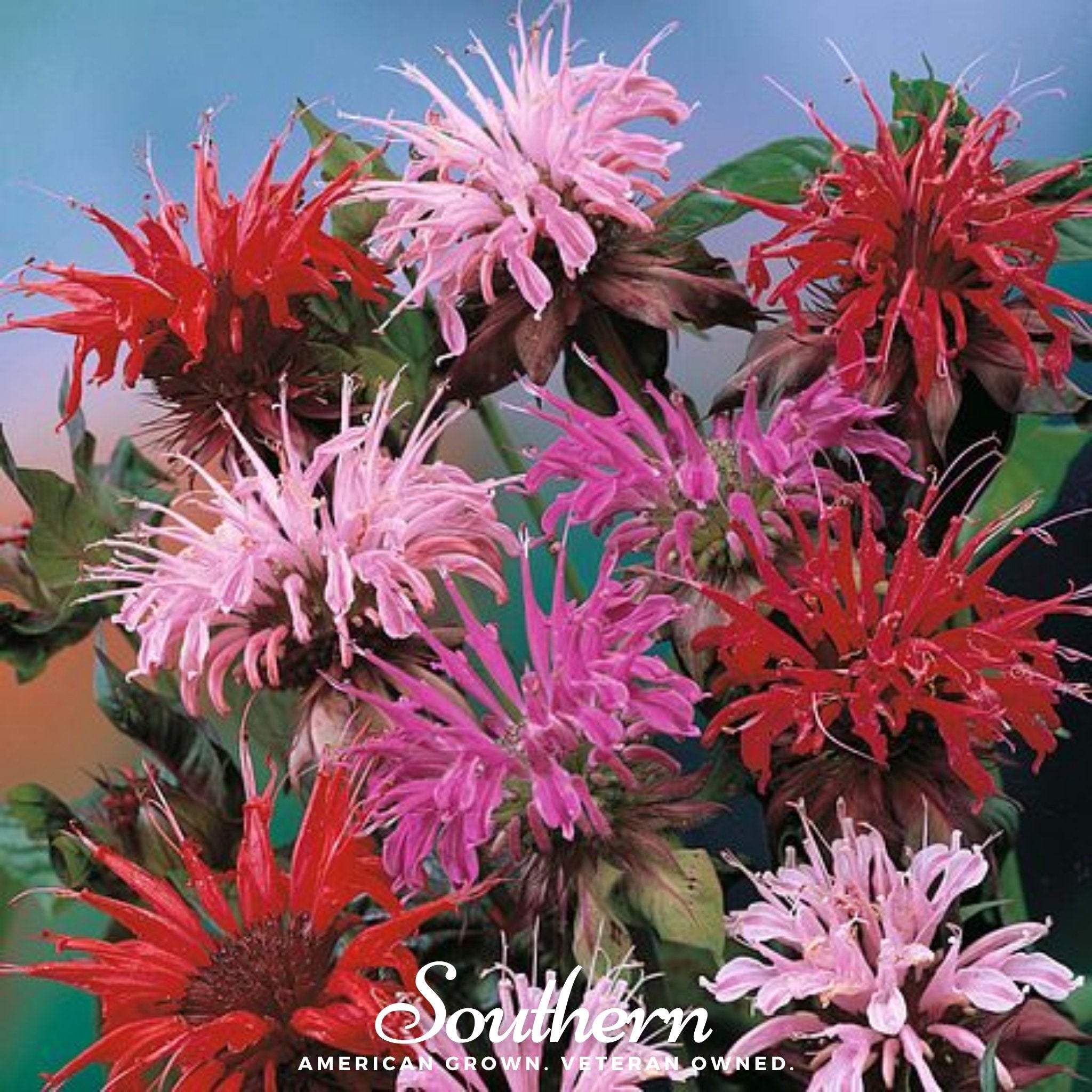 Bee Balm, Monarda Mix (Monarda didyma) - 20 Seeds seed packet from Seed Therapy – American - grown, heirloom seeds