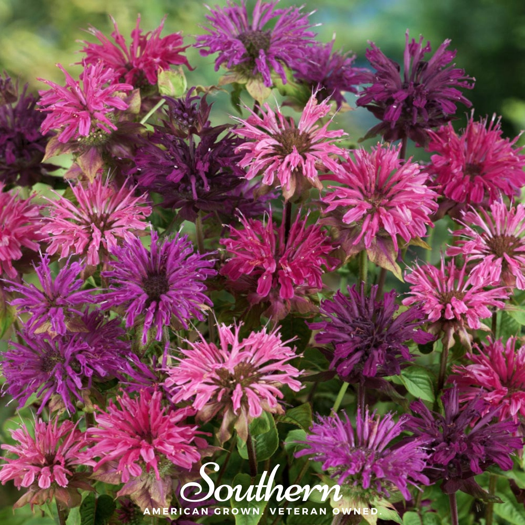 Bee Balm, Monarda Mix (Monarda didyma) - 20 Seeds seed packet from Seed Therapy – American - grown, heirloom seeds