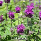 Bee Balm, Purple Bergamot (Monarda media) - 50 Seeds seed packet from Seed Therapy – American - grown, heirloom seeds