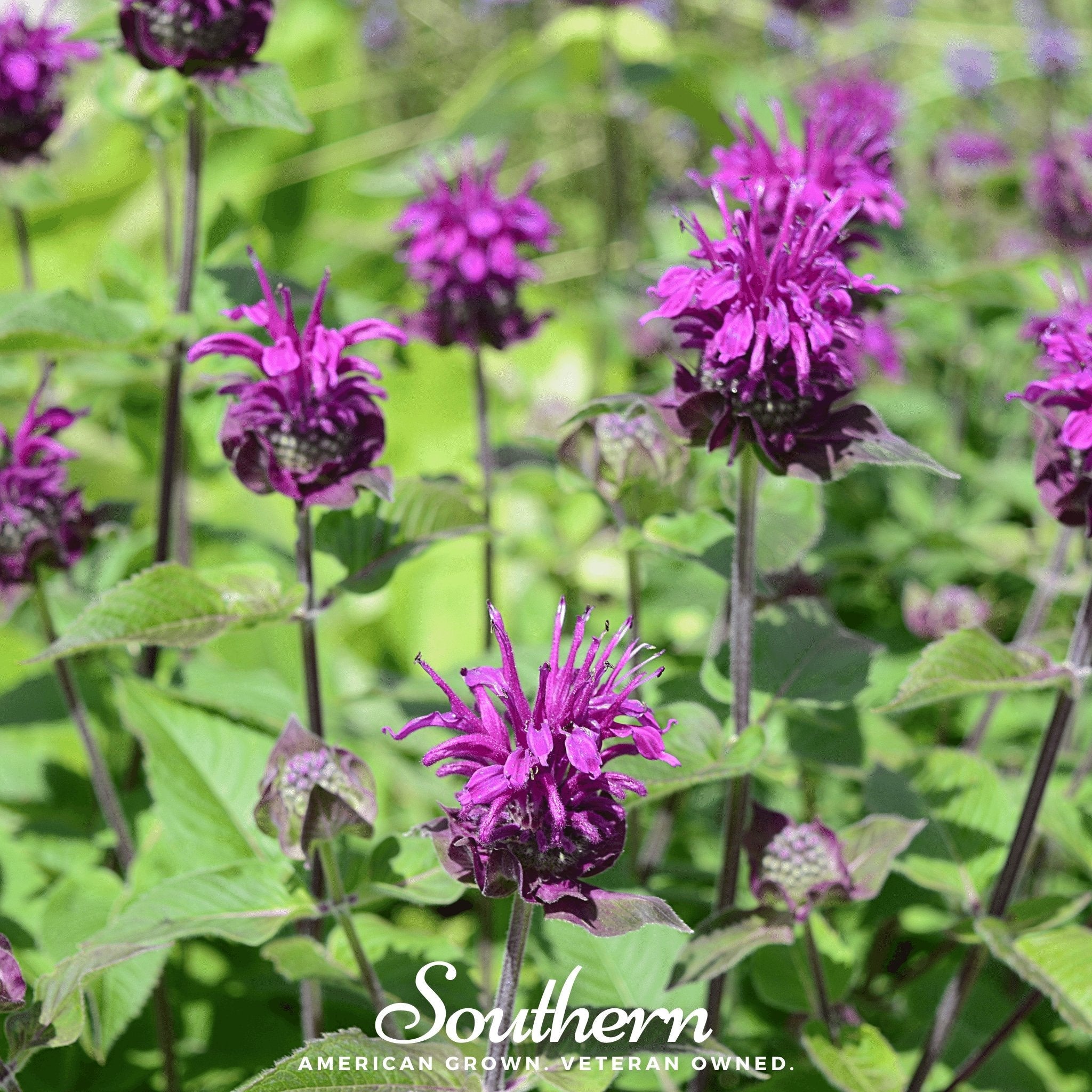 Bee Balm, Purple Bergamot (Monarda media) - 50 Seeds seed packet from Seed Therapy – American - grown, heirloom seeds