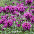 Bee Balm, Purple Bergamot (Monarda media) - 50 Seeds seed packet from Seed Therapy – American - grown, heirloom seeds