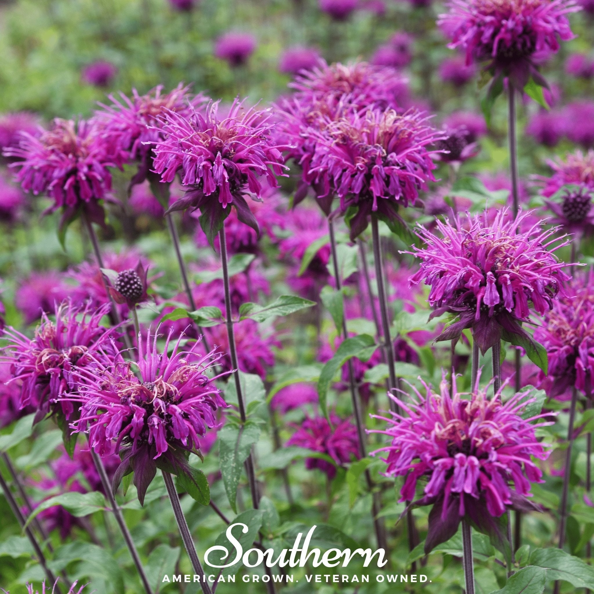 Bee Balm, Purple Bergamot (Monarda media) - 50 Seeds seed packet from Seed Therapy – American - grown, heirloom seeds