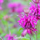 Bee Balm, Purple Bergamot (Monarda media) - 50 Seeds seed packet from Seed Therapy – American - grown, heirloom seeds