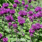 Bee Balm, Purple Bergamot (Monarda media) - 50 Seeds seed packet from Seed Therapy – American - grown, heirloom seeds
