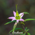 Bee Balm, Spotted Bergamot (Monarda punctata) - 50 Seeds seed packet from Seed Therapy – American - grown, heirloom seeds