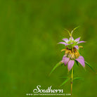 Bee Balm, Spotted Bergamot (Monarda punctata) - 50 Seeds seed packet from Seed Therapy – American - grown, heirloom seeds