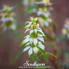 Bee Balm, Spotted Bergamot (Monarda punctata) - 50 Seeds seed packet from Seed Therapy – American - grown, heirloom seeds