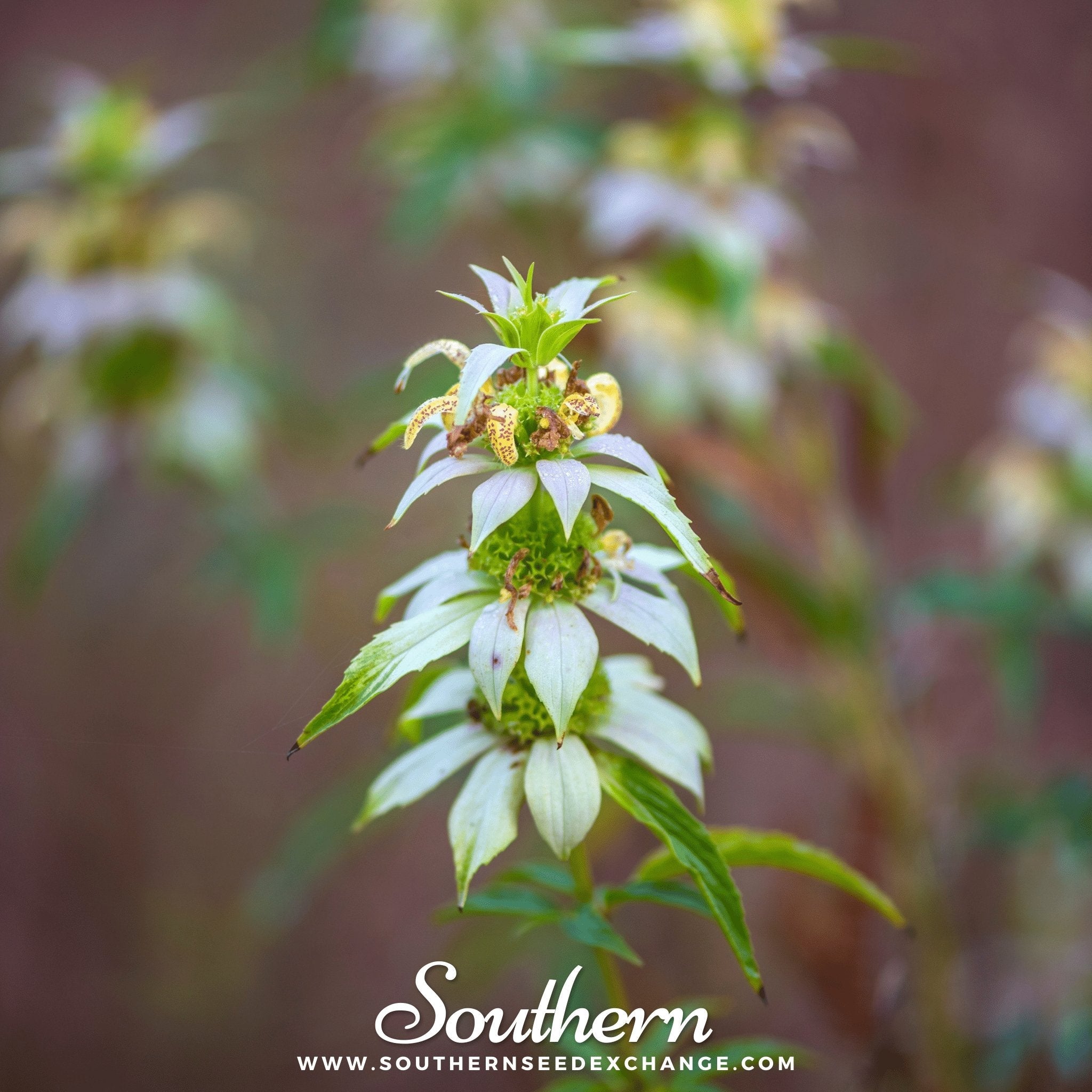 Bee Balm, Spotted Bergamot (Monarda punctata) - 50 Seeds seed packet from Seed Therapy – American - grown, heirloom seeds