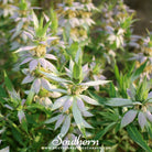 Bee Balm, Spotted Bergamot (Monarda punctata) - 50 Seeds seed packet from Seed Therapy – American - grown, heirloom seeds